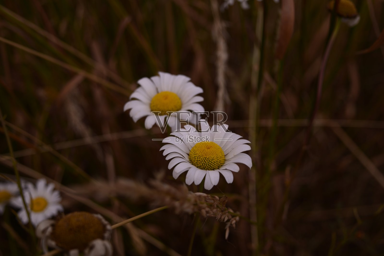 伊莎贝拉湖州立公园的沙斯塔雏菊照片摄影图片