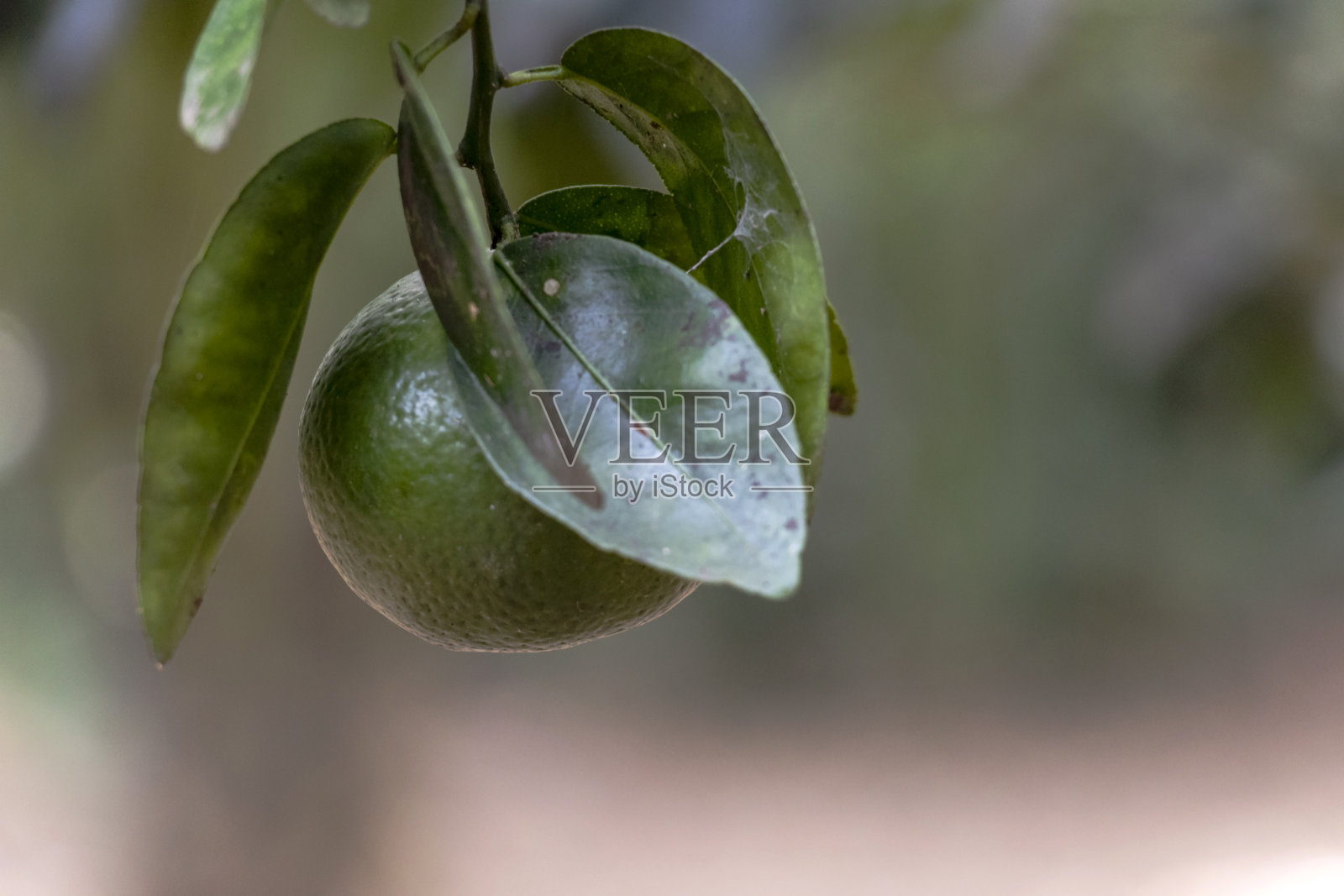模糊的绿色背景与浆果和水果的热带雨林，丛林亚马逊河流域在南美洲照片摄影图片