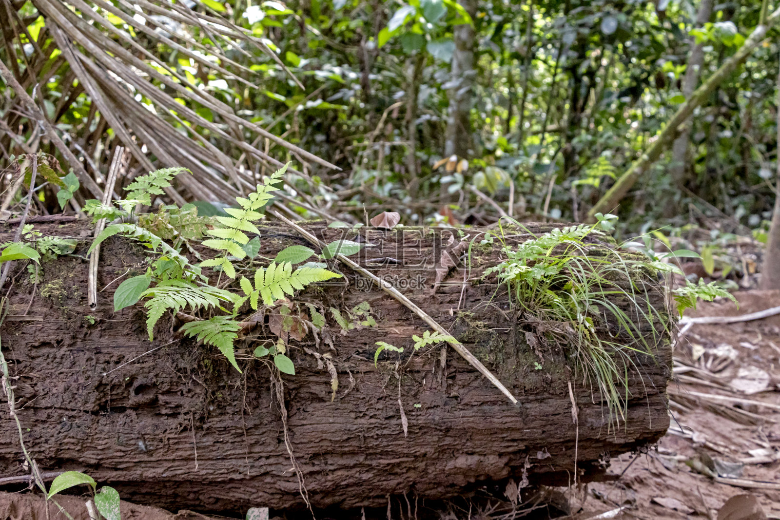 模糊的自然背景与热带雨林植物群的亚马逊河流域在南美洲照片摄影图片