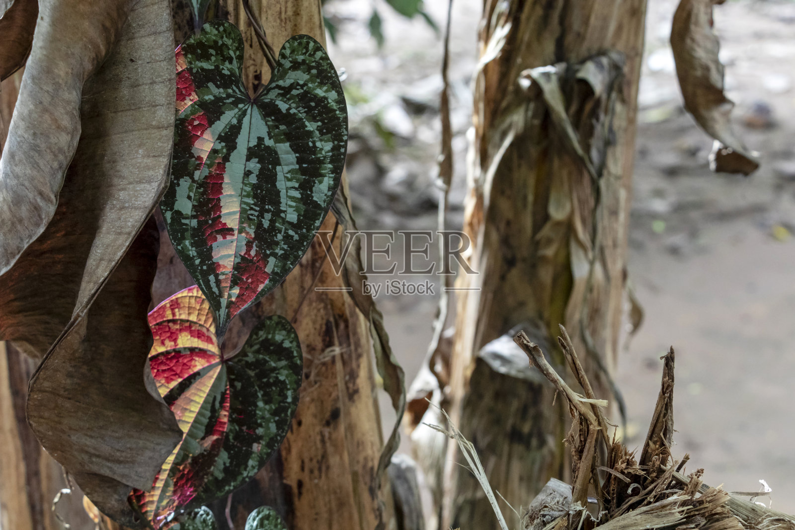 模糊的自然背景与热带雨林植物群的亚马逊河流域在南美洲照片摄影图片