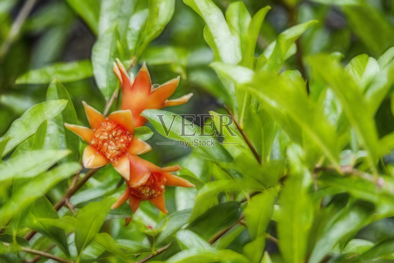 在绿色的自然中，靠近树枝上的石榴。照片摄影图片