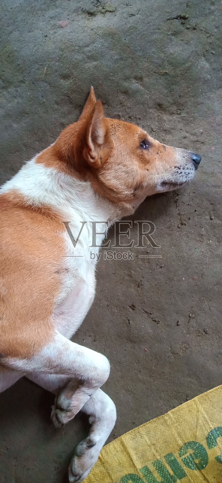 多美的狗照片摄影图片