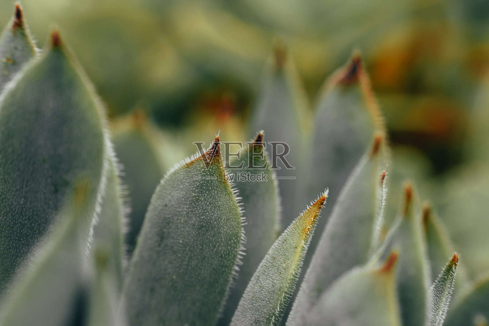 叶大花期微距照片，居家，调色照片照片摄影图片