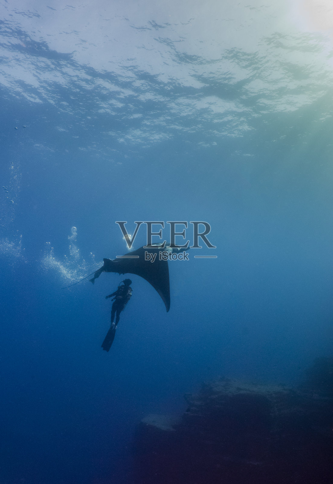 在索科罗岛，一位热爱蝠鲼的潜水者照片摄影图片