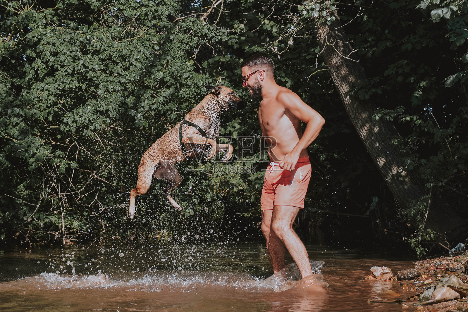 美丽的狗摆姿势照片摄影图片