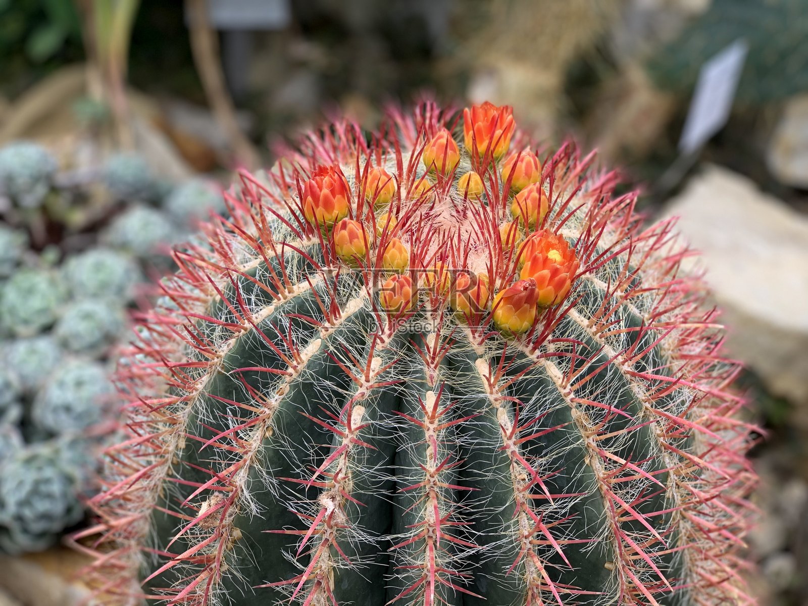 仙人掌开花照片摄影图片