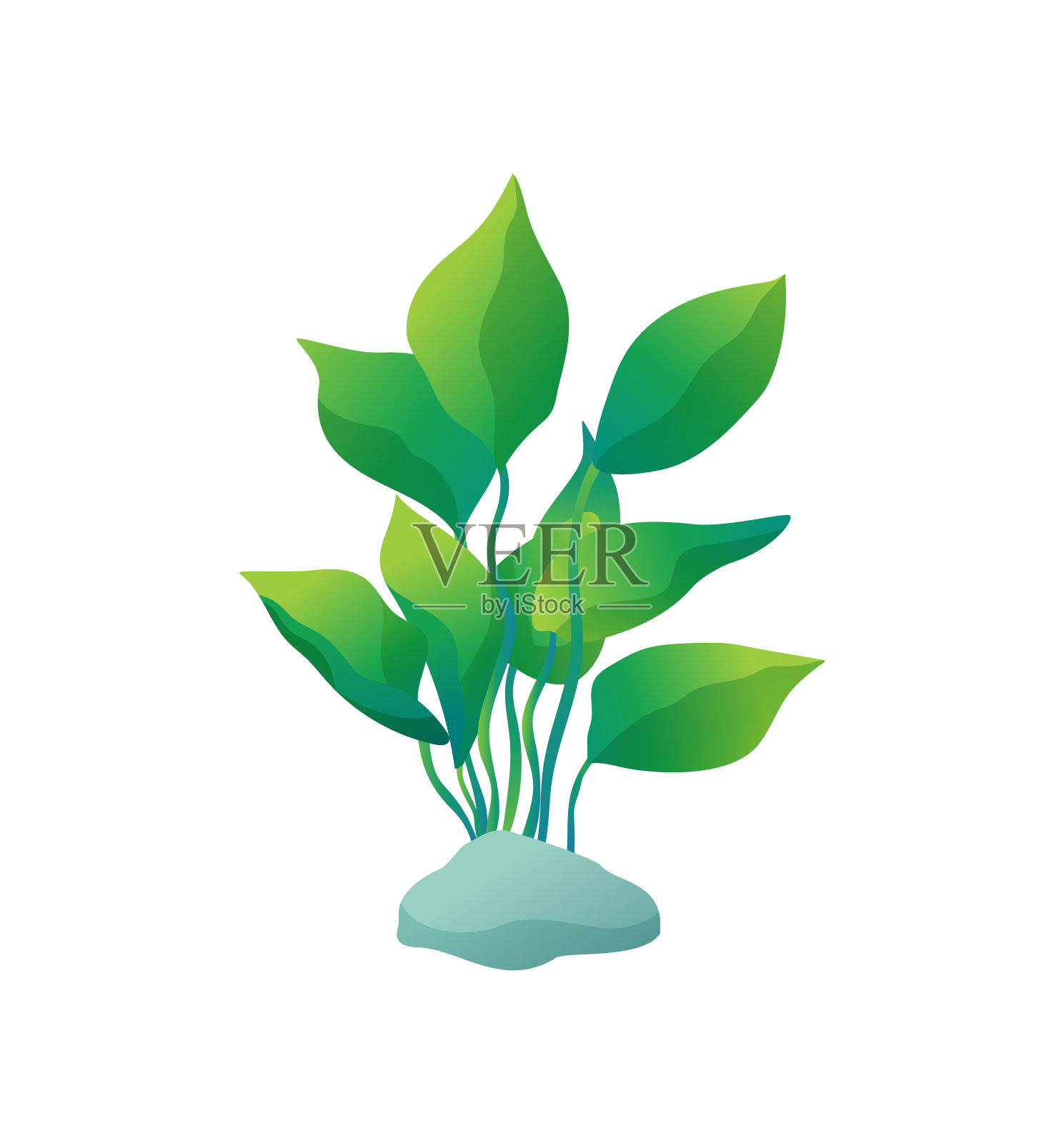 海洋或装饰水族馆藻类插图设计元素图片