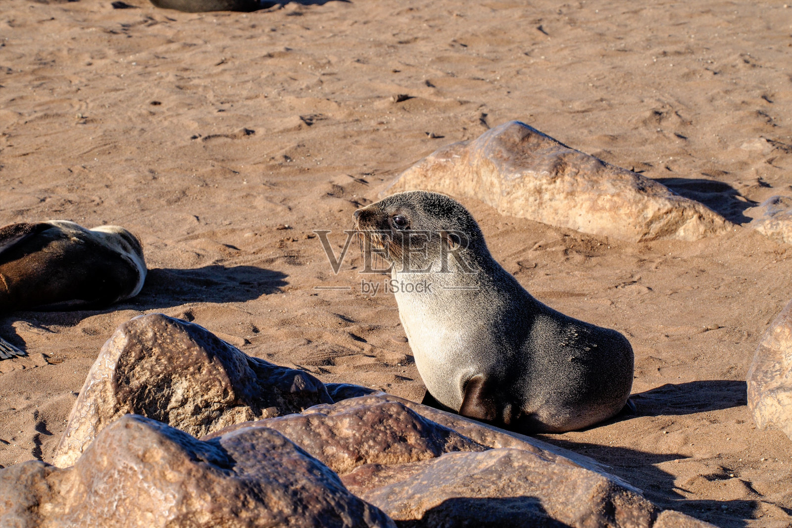 在纳米比亚的海角十字的大殖民地的海角毛皮海豹照片摄影图片