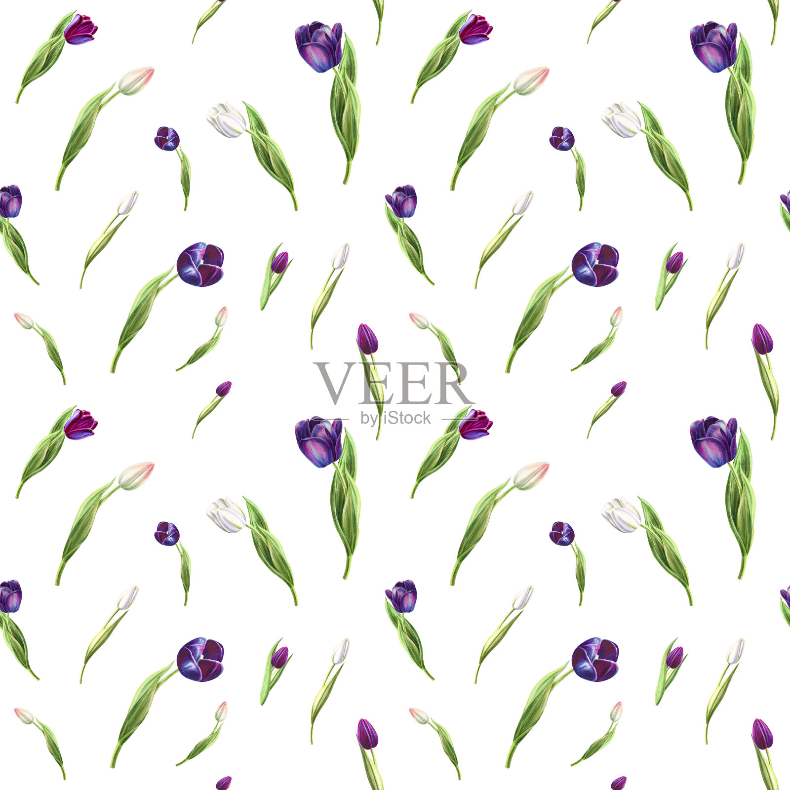 美丽的黑白郁金香无缝图案。花收集。标记图。水彩画。墙纸。插画图片素材