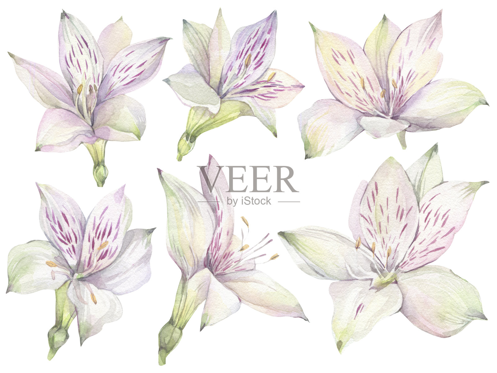 花与白色白花。插画图片素材