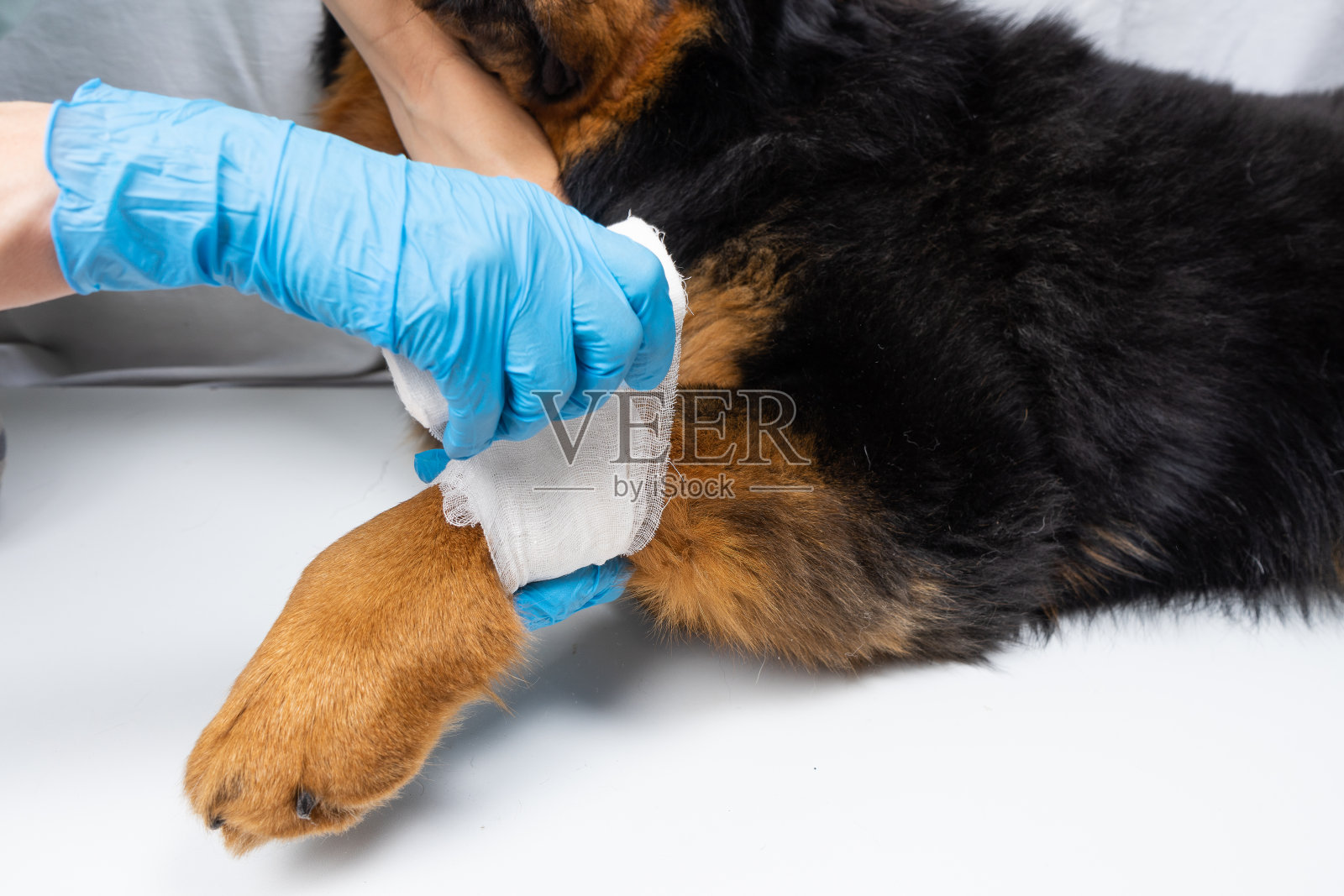 兽医把狗爪子上的伤口包扎起来。治疗狗有兽医。照片摄影图片