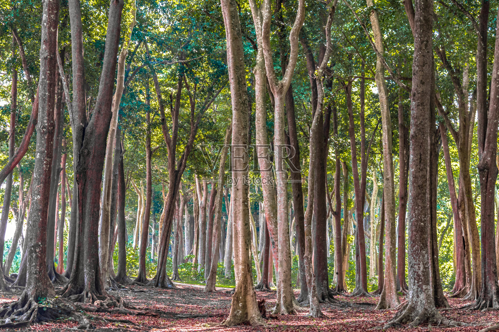 风景优美的热带常绿森林，高大的树木，在晴朗的秋天季节。落叶正在分解，覆盖了整个地面，给地面一种梦幻般的红色。——图片照片摄影图片