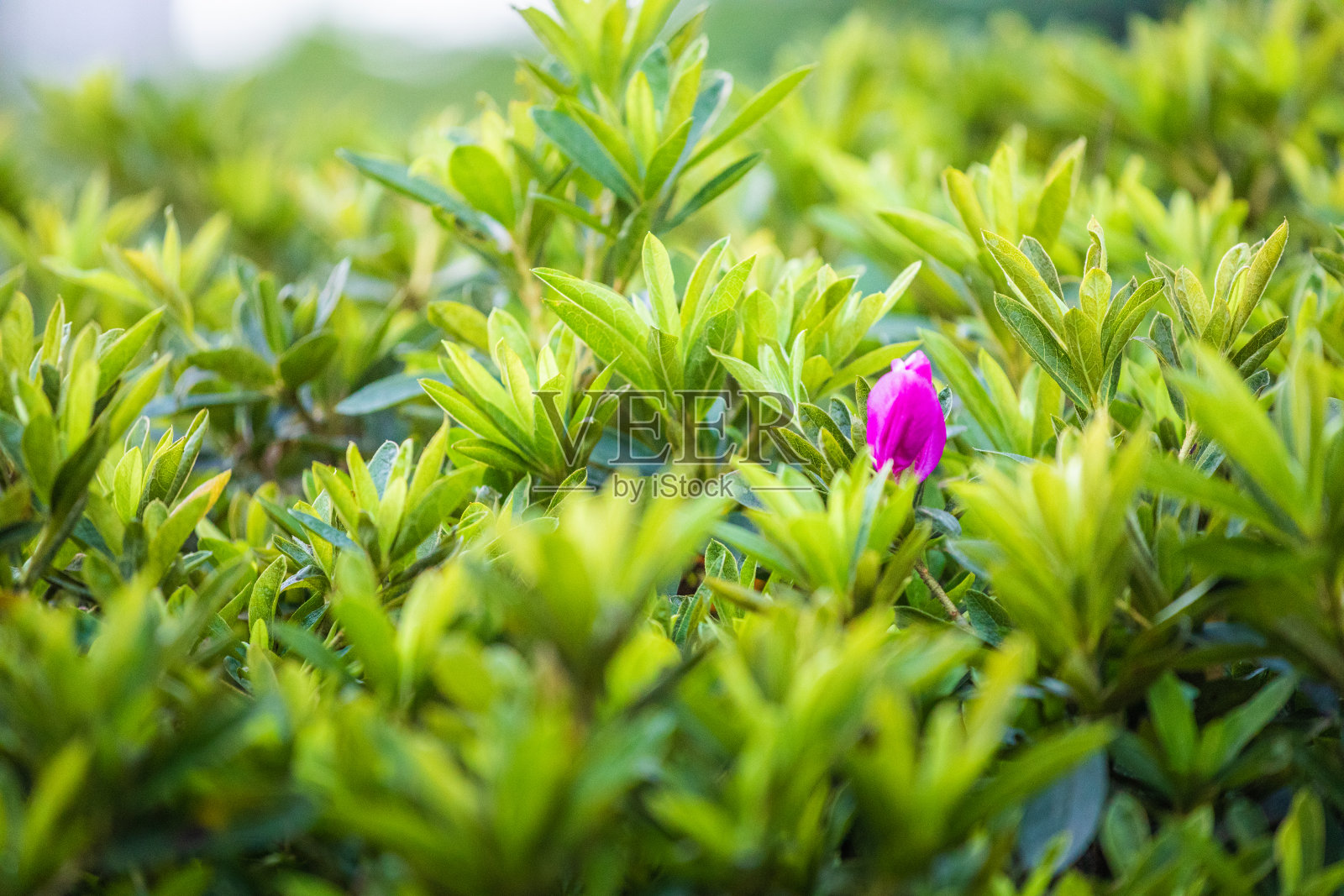 一朵红花从草丛中脱颖而出，近距离看照片摄影图片