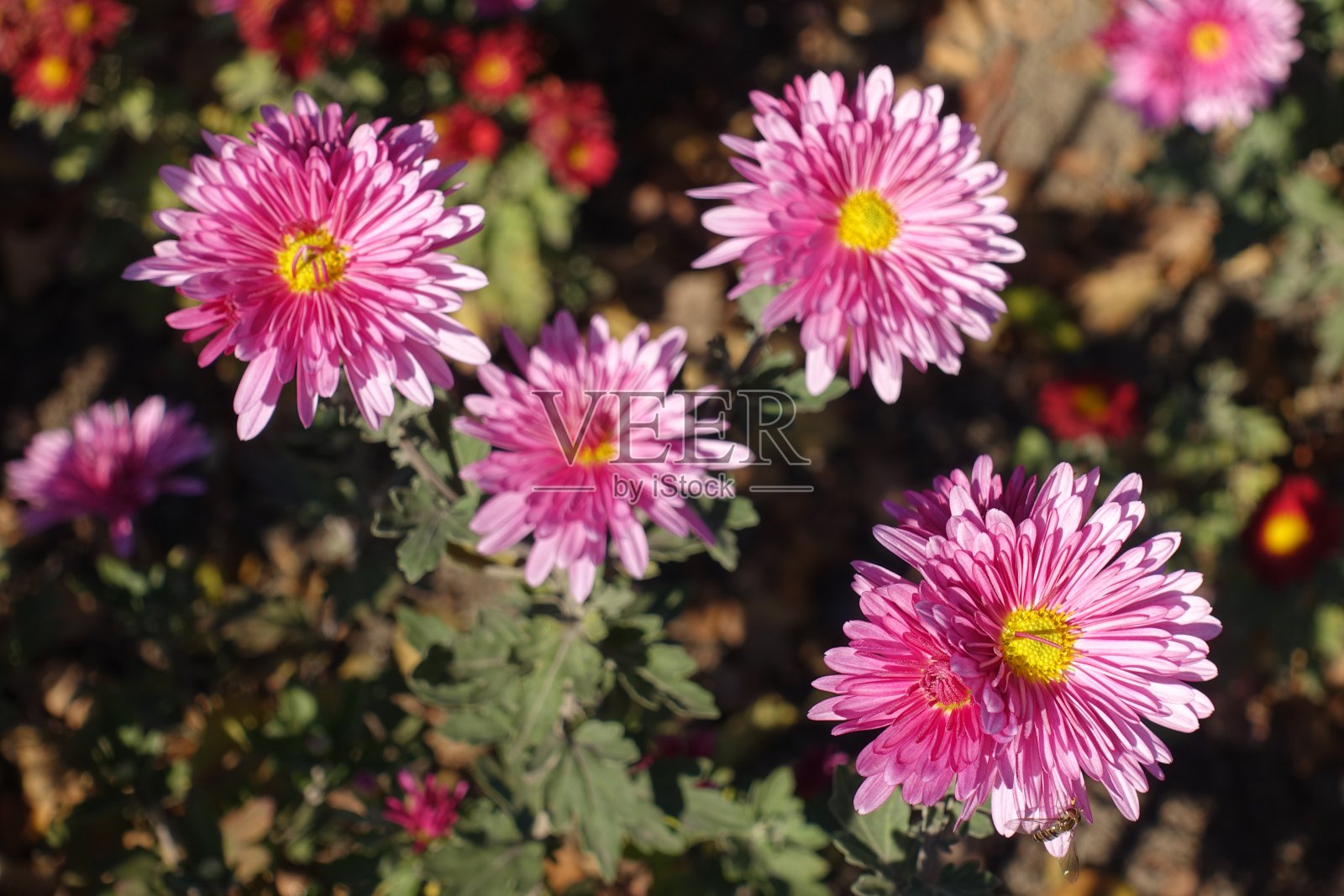 11月的大朵粉红色菊花照片摄影图片