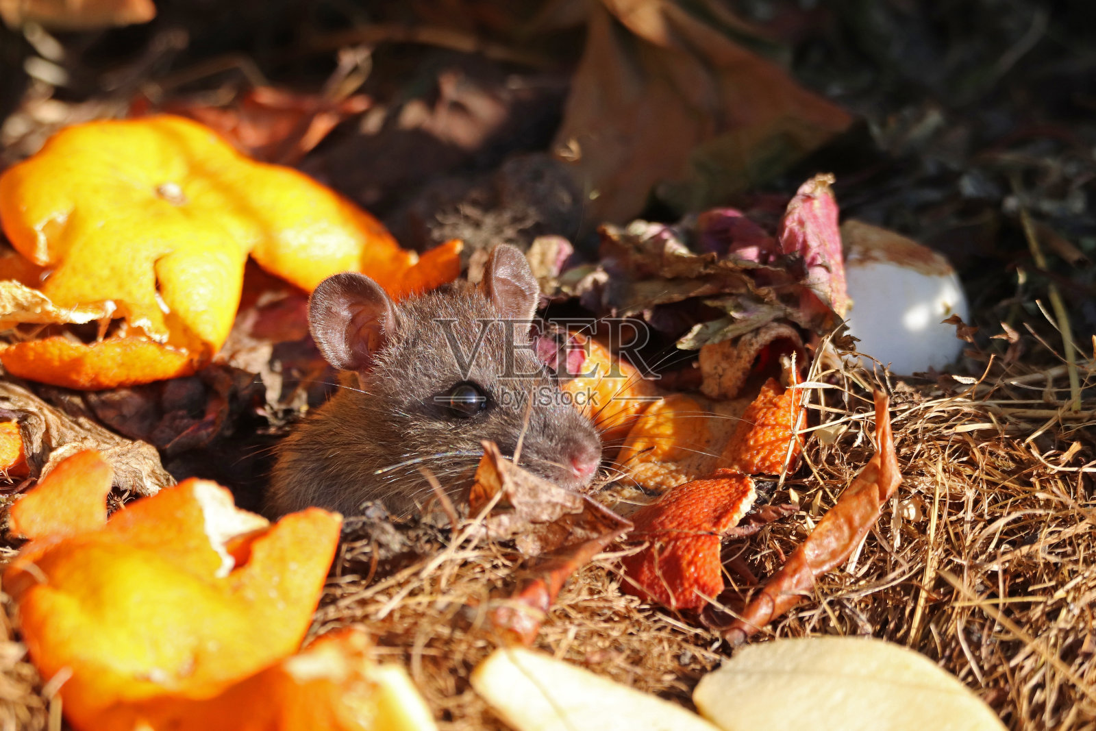 当一些人的浪费成为另一些人的盛宴时(西尔维斯特·穆洛特)04。照片摄影图片