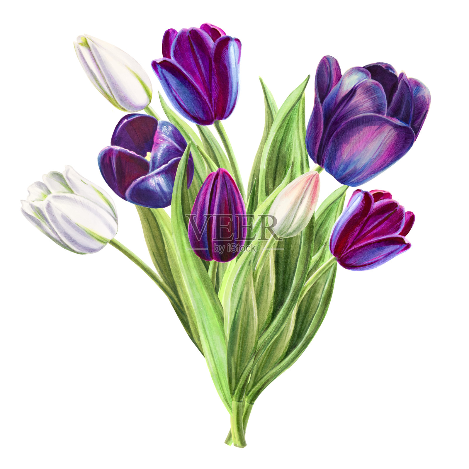 美丽的黑色和白色郁金香组成。花收集。标记图。水彩画。婚礼和生日花束。设计元素图片