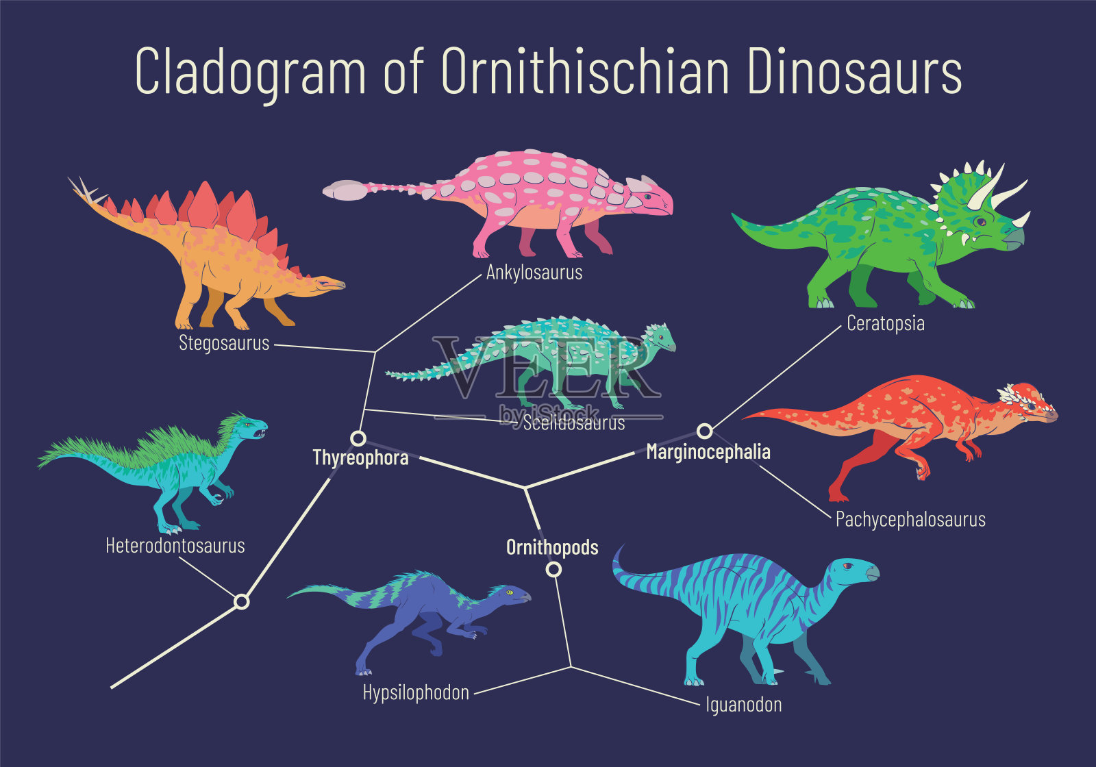 鸟臀目恐龙的分枝图。鸟臀目、鸟脚亚目、边头亚目之间关系的矢量图。彩色恐龙孤立在白色背景上。插画图片素材