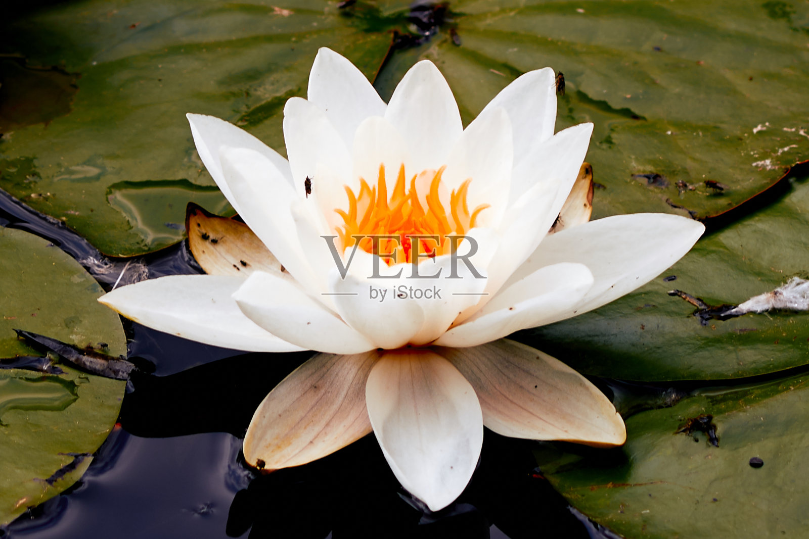 公园湖面上带有黄蜂的水百合照片摄影图片