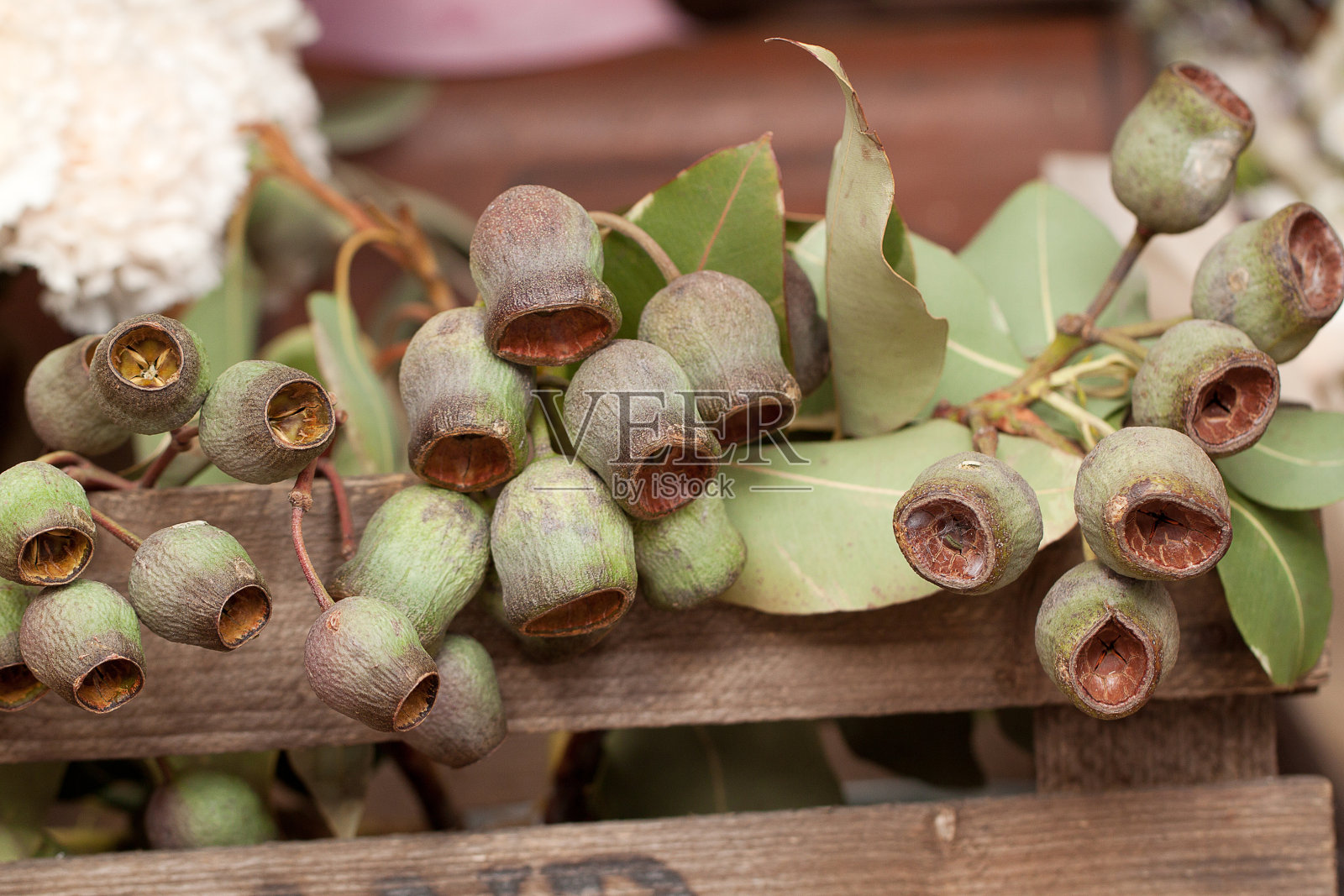 有干叶子和花的桉树枝照片摄影图片