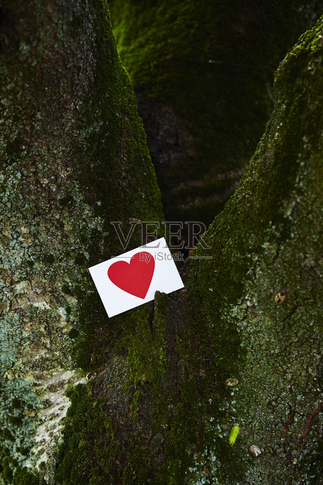 卡照片摄影图片