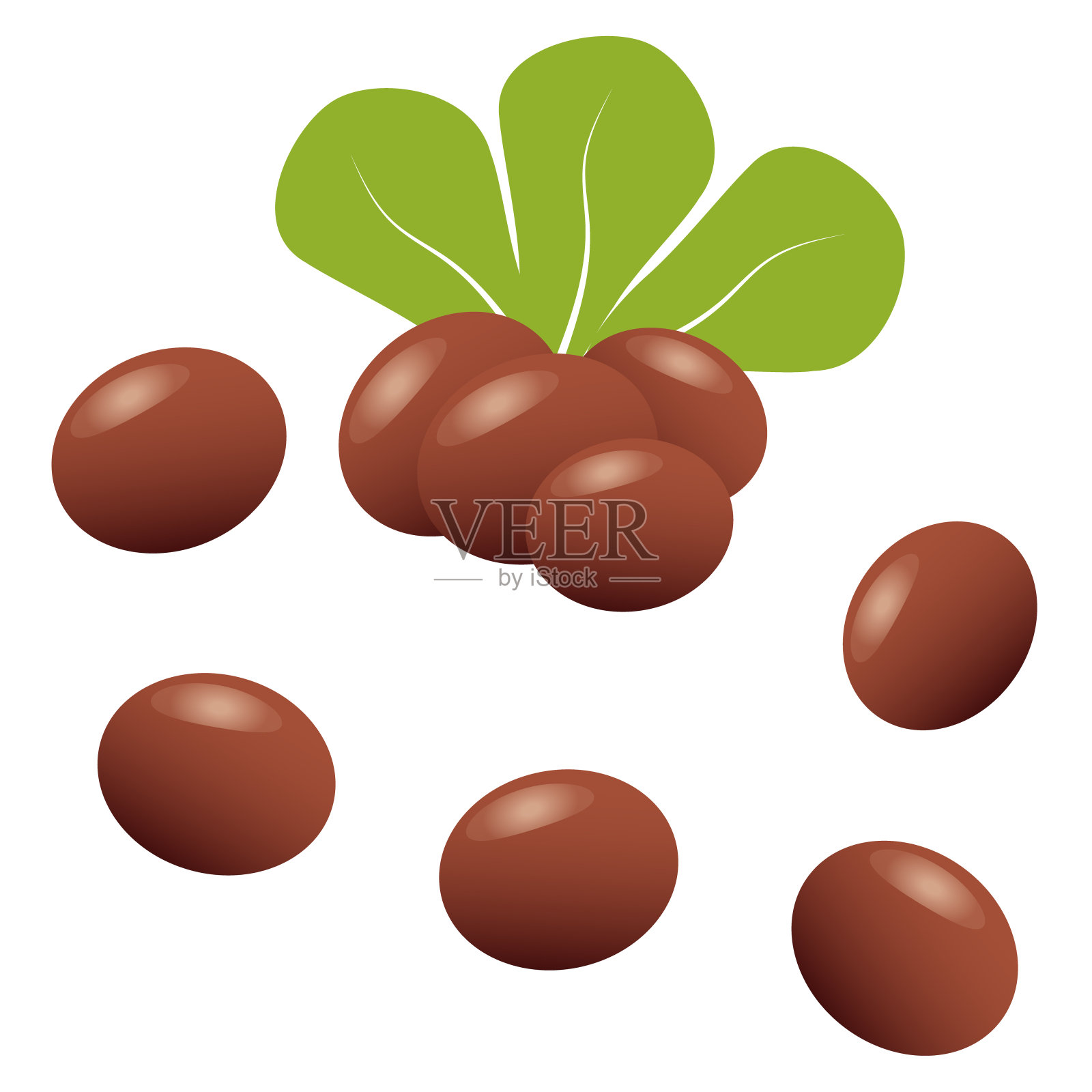 乳木果。带有绿叶的乳木果插画图片素材