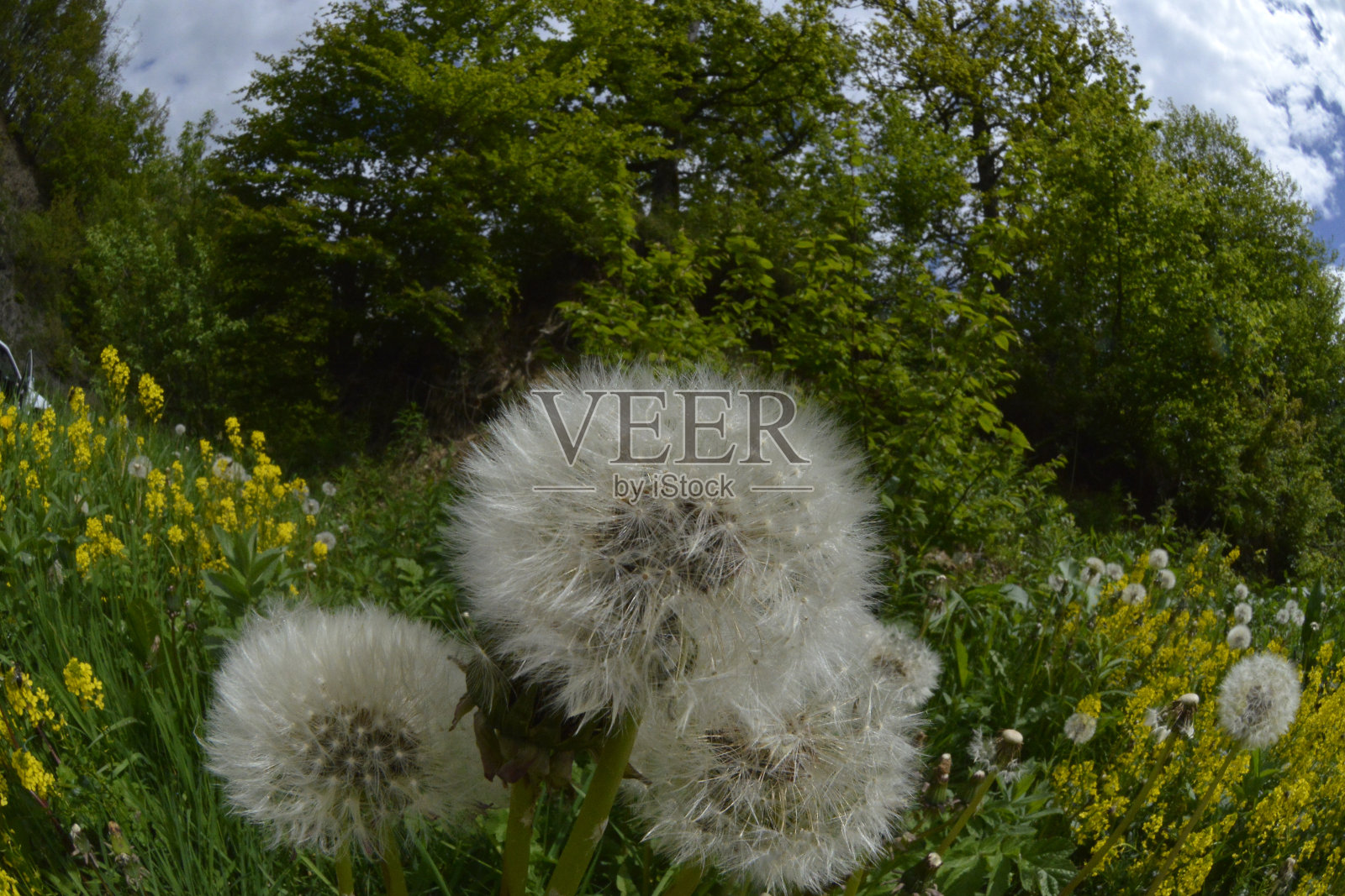 透过鱼眼镜头，可以看到草地上成熟的蒲公英照片摄影图片