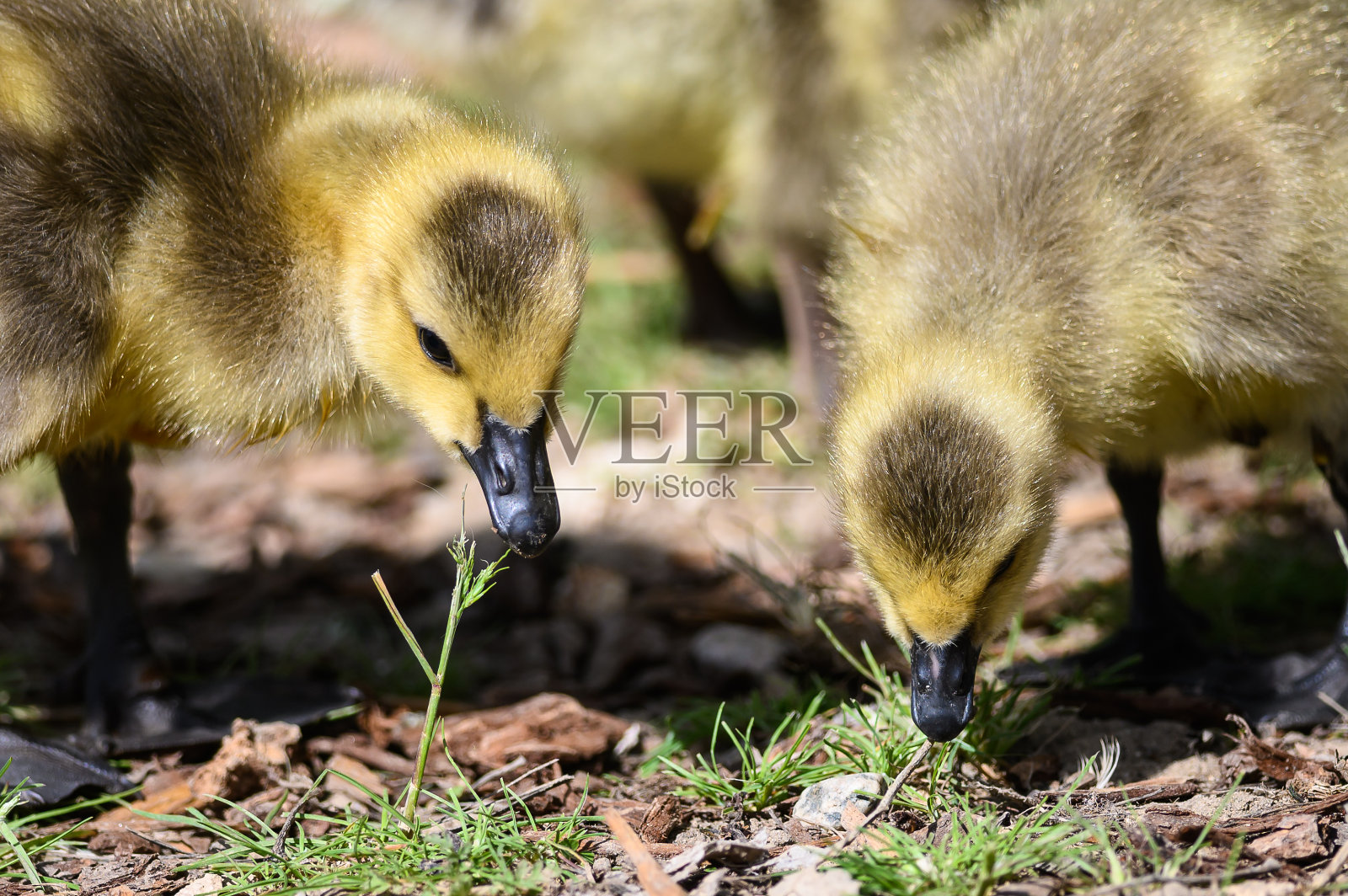 新生的小鹅正在学习寻找食物照片摄影图片
