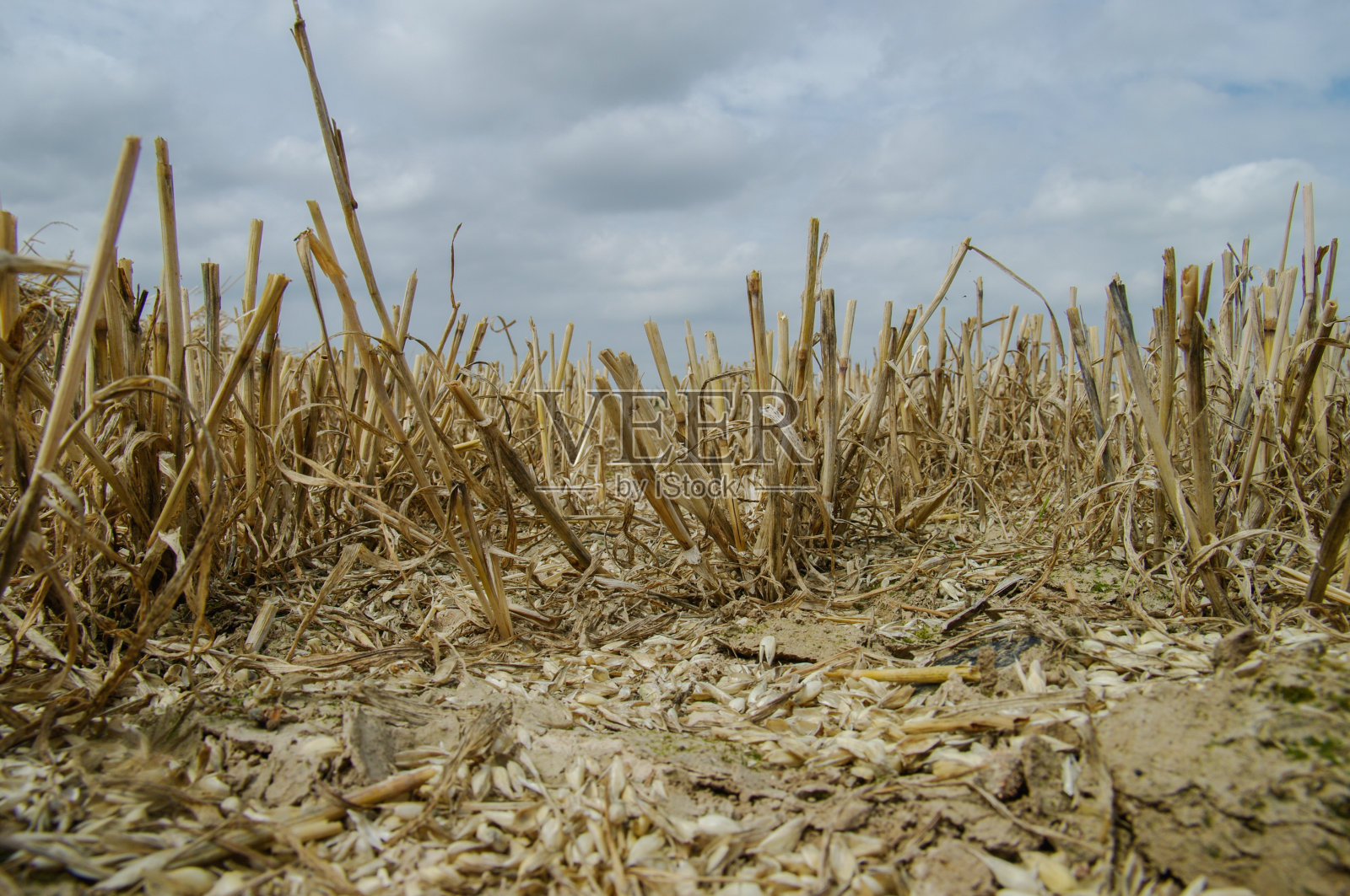 收获后照片摄影图片