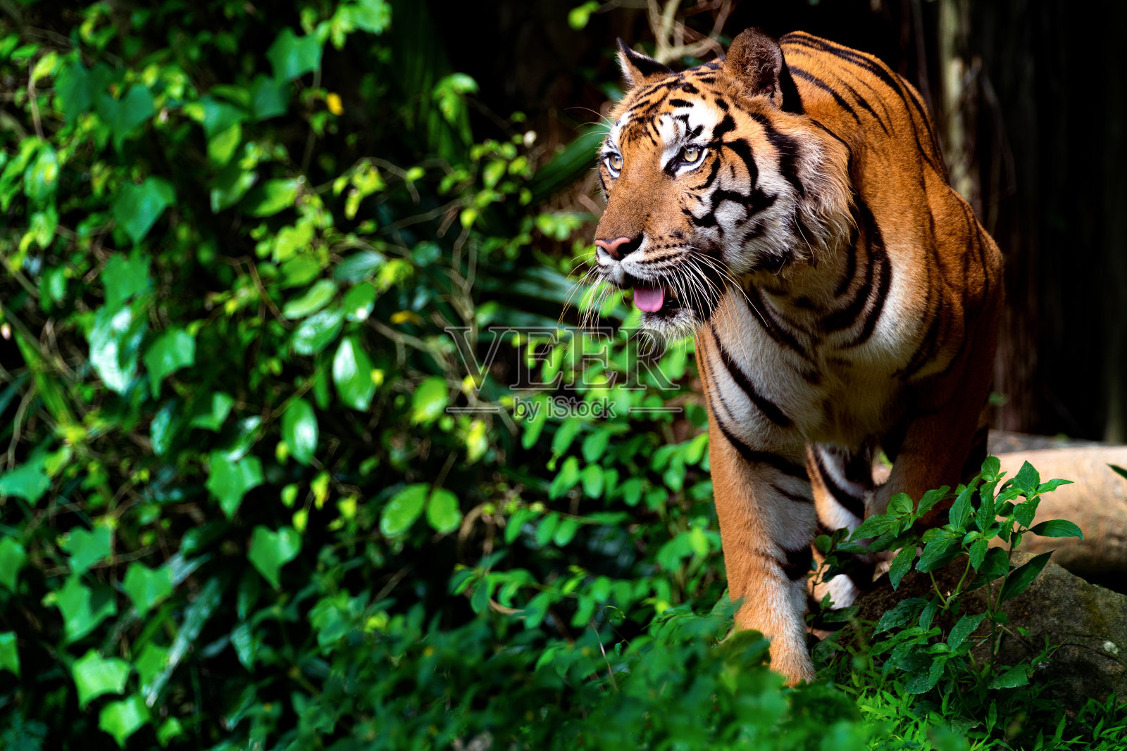 美丽的苏门答腊虎在徘徊，这张照片可以用于野外照片摄影图片
