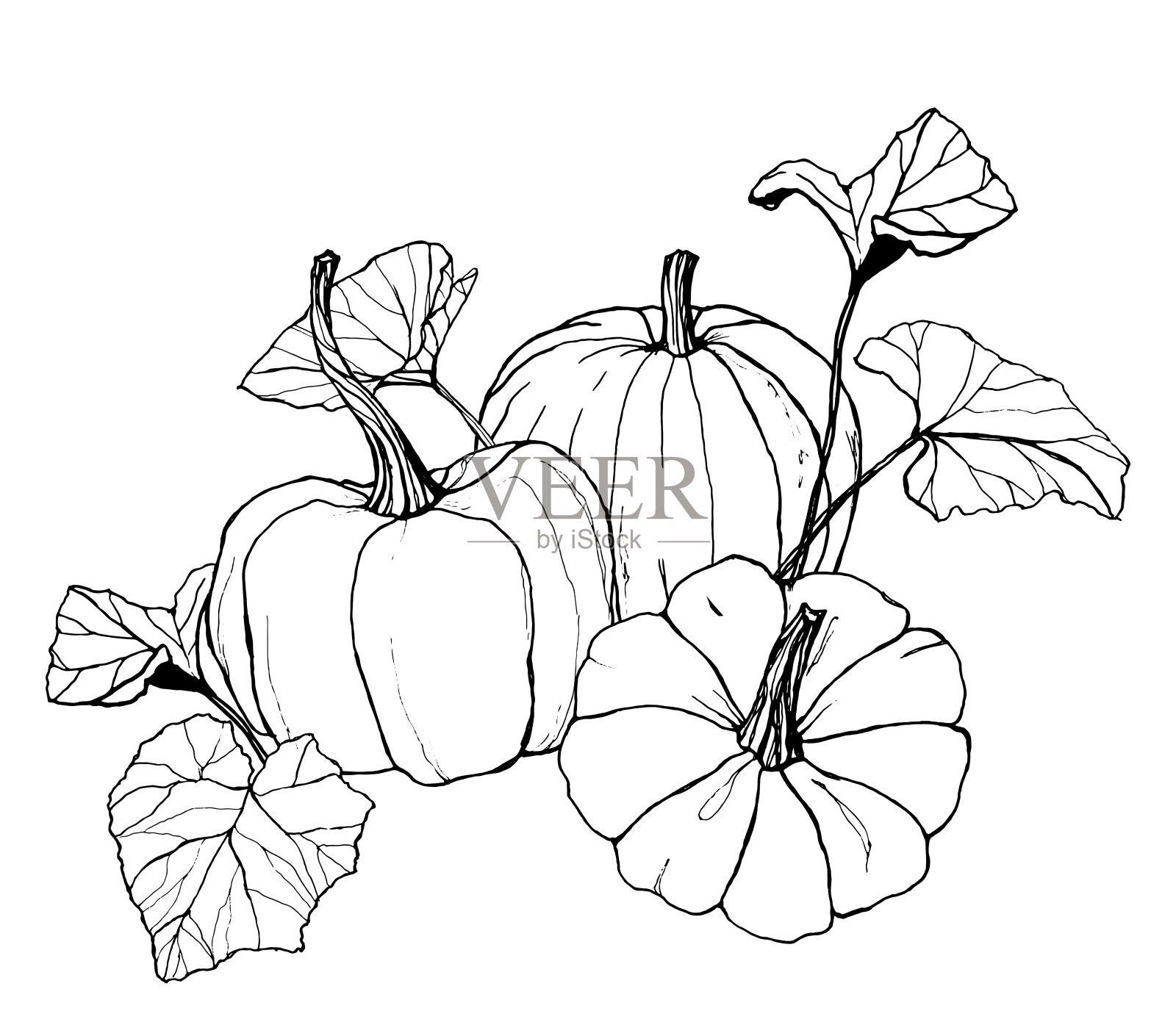 为收获节制作的南瓜线艺术。手工绘制的传统南瓜，叶子和树枝孤立在白色的背景。植物插图设计，印刷或背景。插画图片素材
