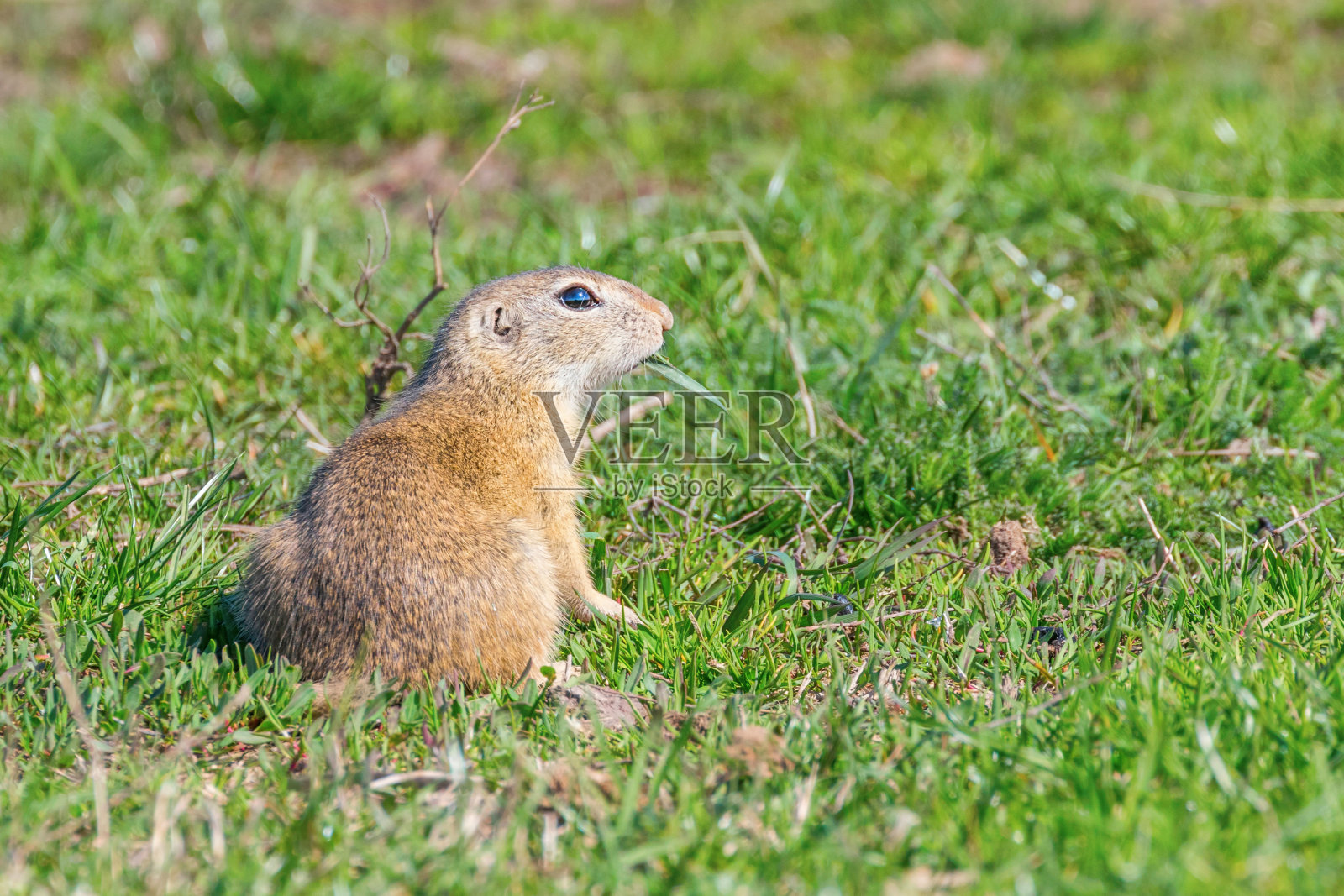 欧洲地鼠，自然环境照片摄影图片