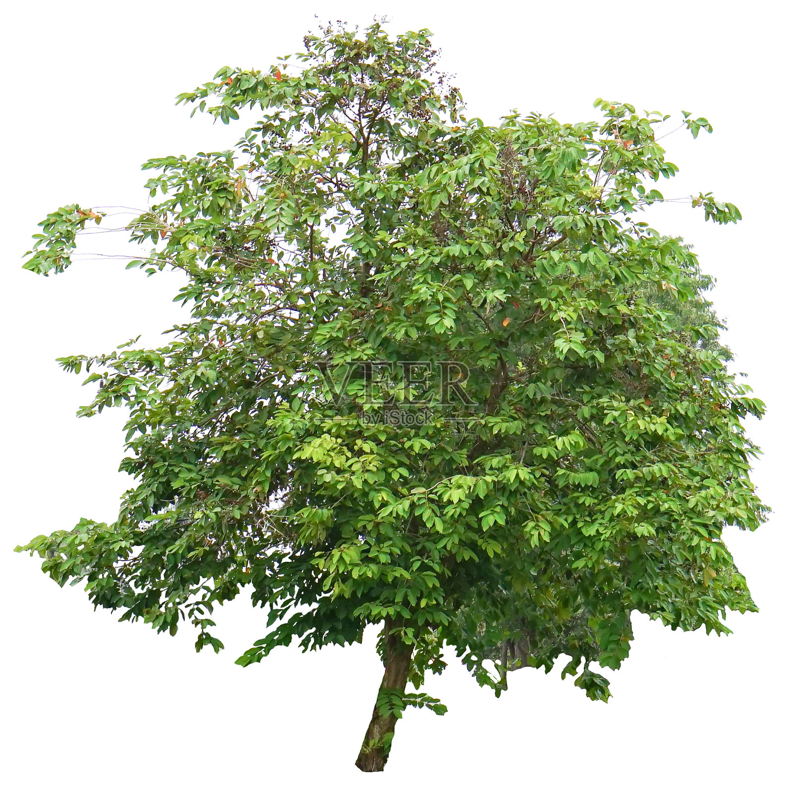 绿树孤立在白色背景上照片摄影图片