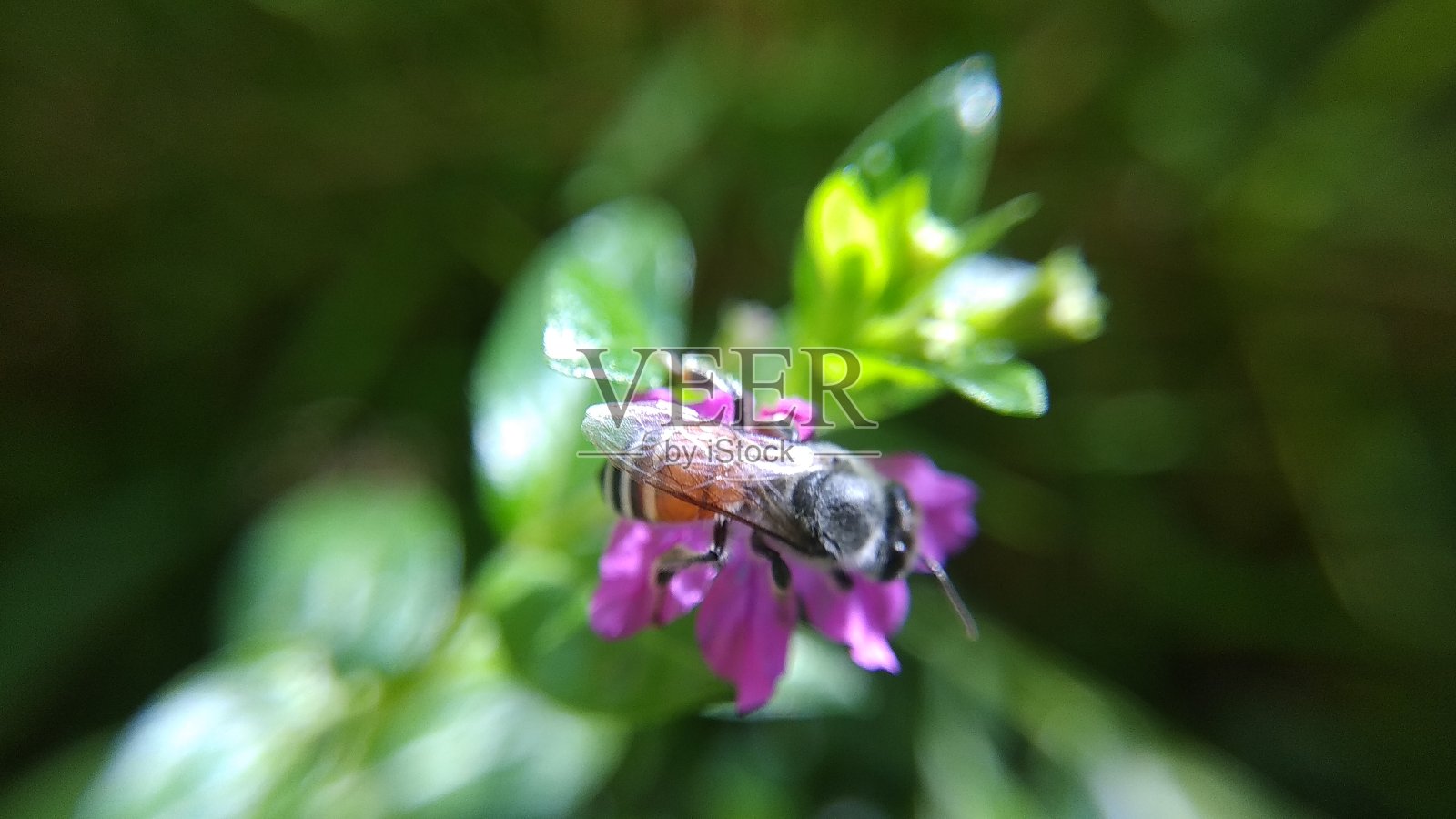 非洲蜜蜂-宏照片摄影图片
