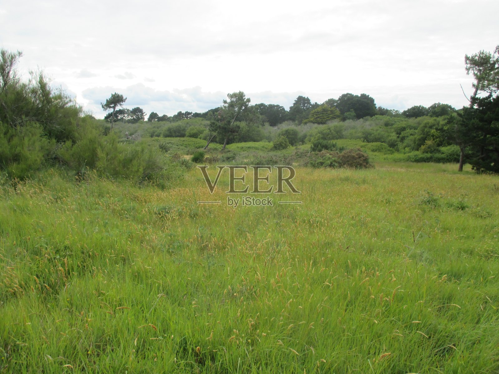 带绿色植被的沙丘布列塔尼海岸线Finistère法国照片摄影图片