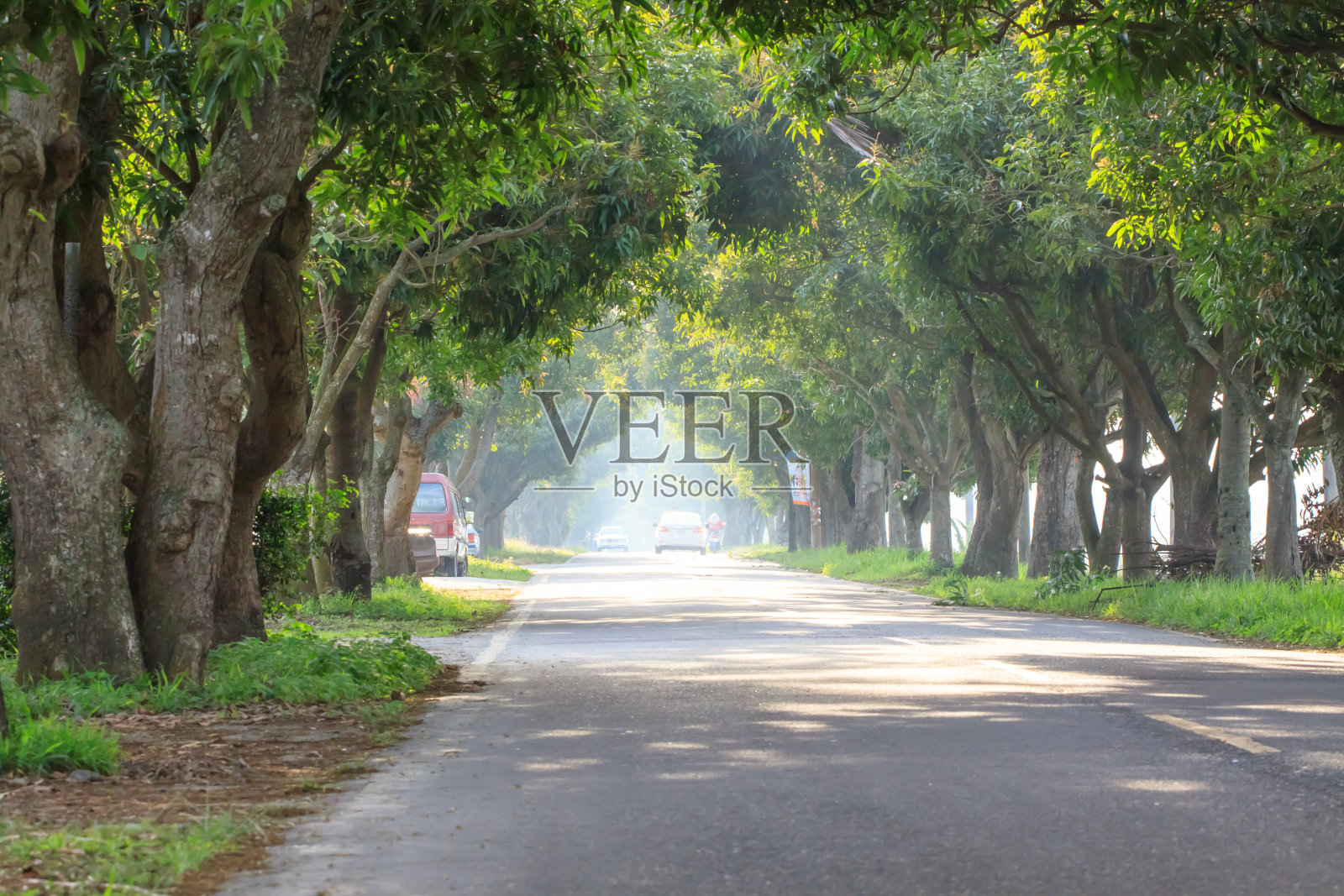 绿色通道照片摄影图片