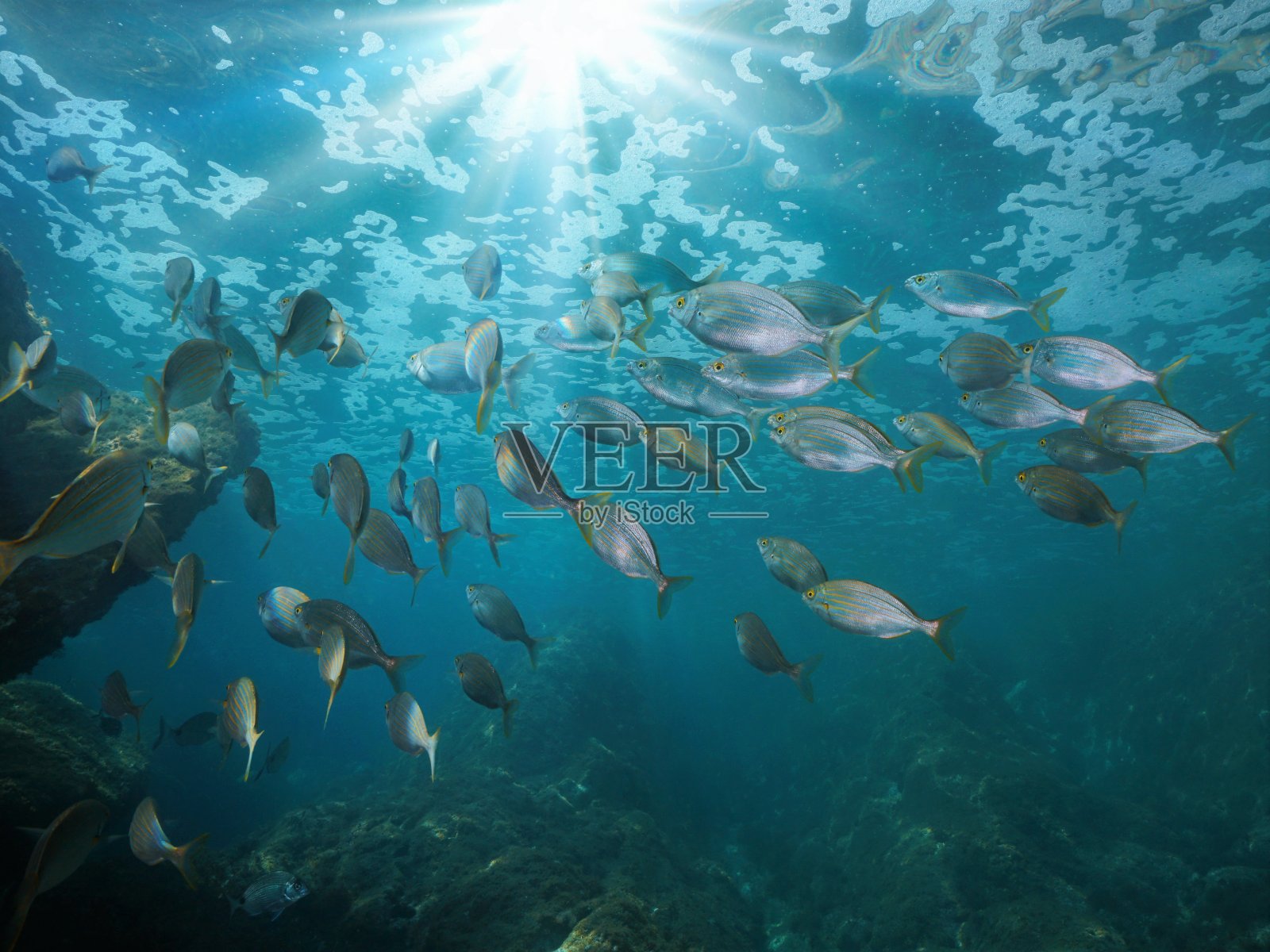 鱼群阳光地中海，西班牙照片摄影图片