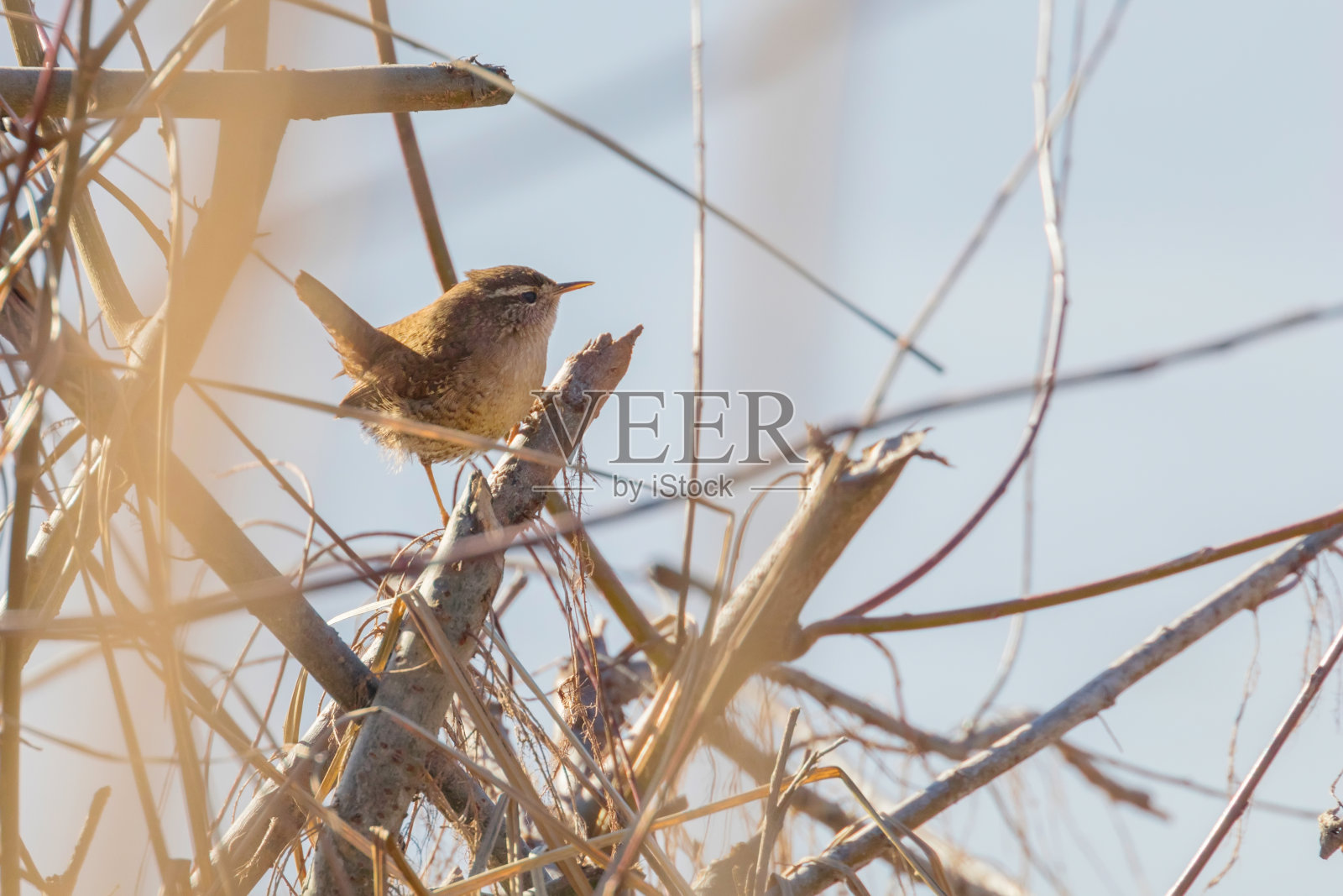树枝上的鹪鹩鸟(穴居动物)野生动物。欧亚雷恩照片摄影图片