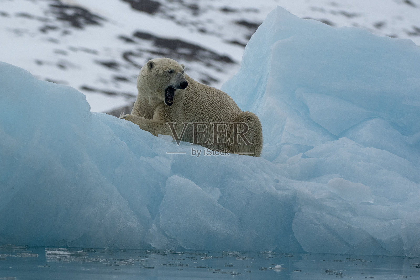 北极熊在斯瓦尔巴群岛的一座蓝色冰山上打哈欠照片摄影图片