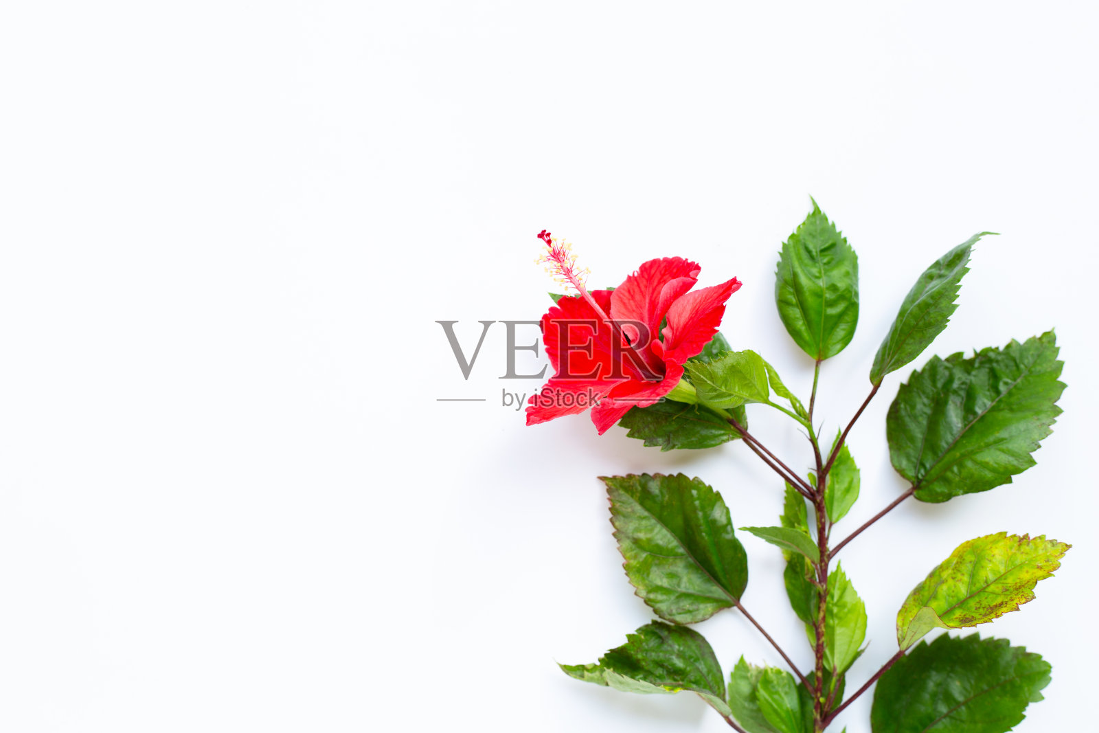 红色的芙蓉花盛开了。照片摄影图片