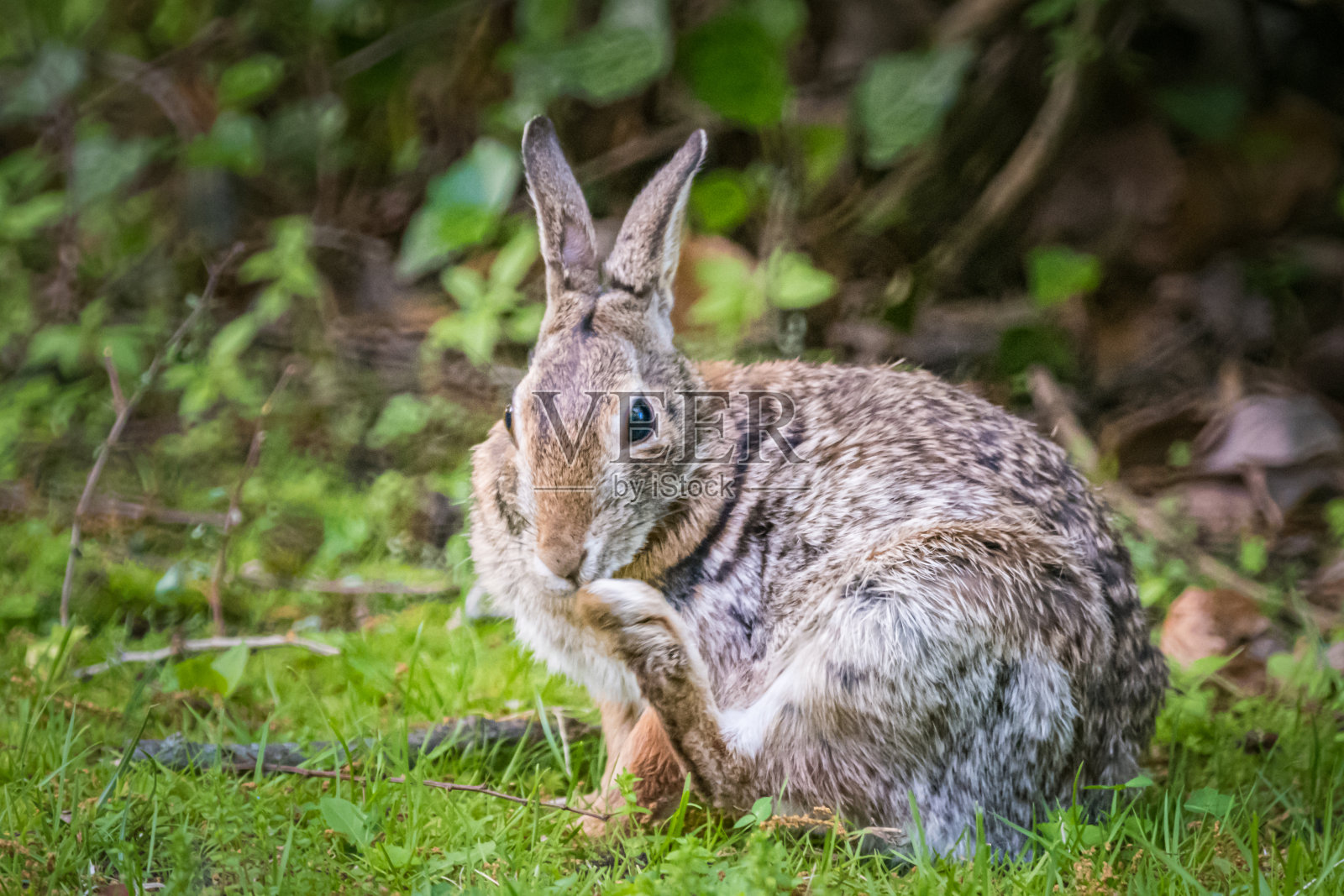 树林里的棉尾兔照片摄影图片