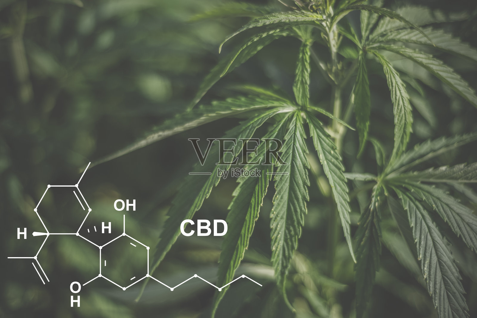 大麻配方CBD大麻二酚。医用大麻的概念照片摄影图片