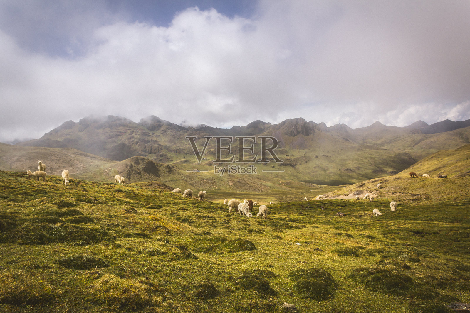 在山上吃草的羊驼照片摄影图片