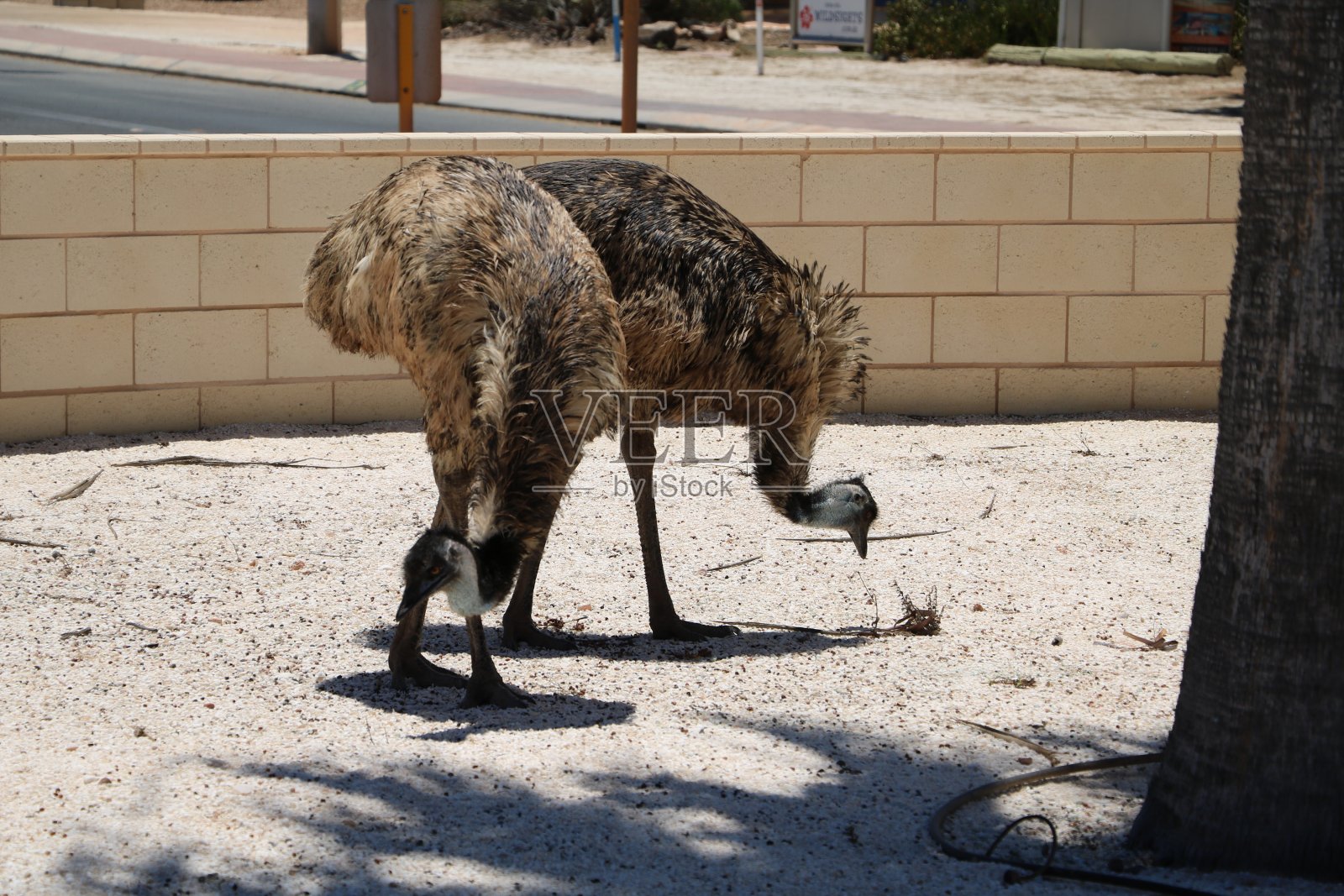 澳大利亚西部德纳姆的鸸鹋照片摄影图片