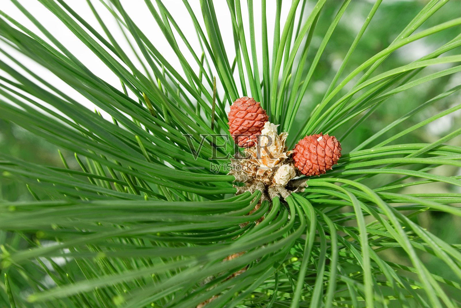 松果照片摄影图片