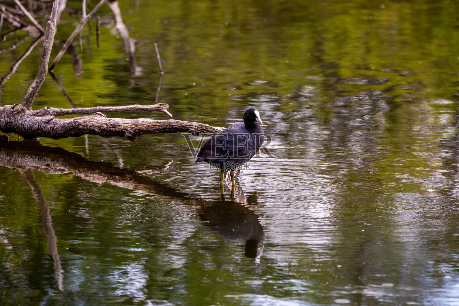 Coot倒映在湖中照片摄影图片