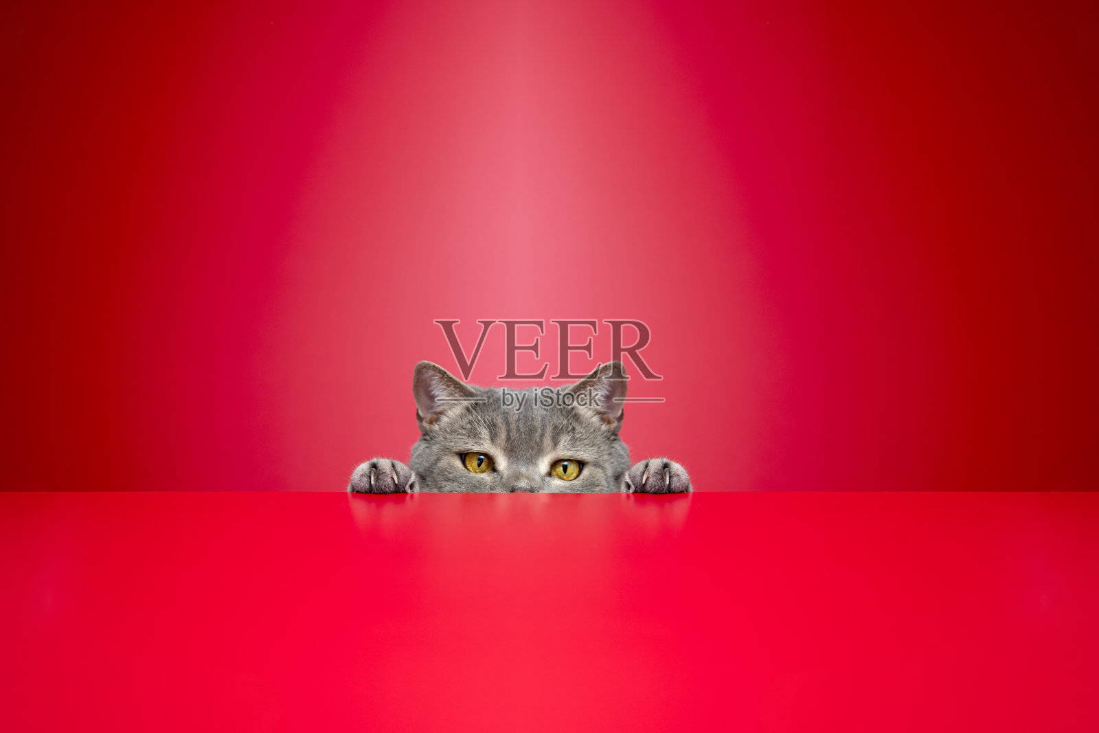 大眼睛调皮的肥胖猫看着目标。英国种毛猫照片摄影图片