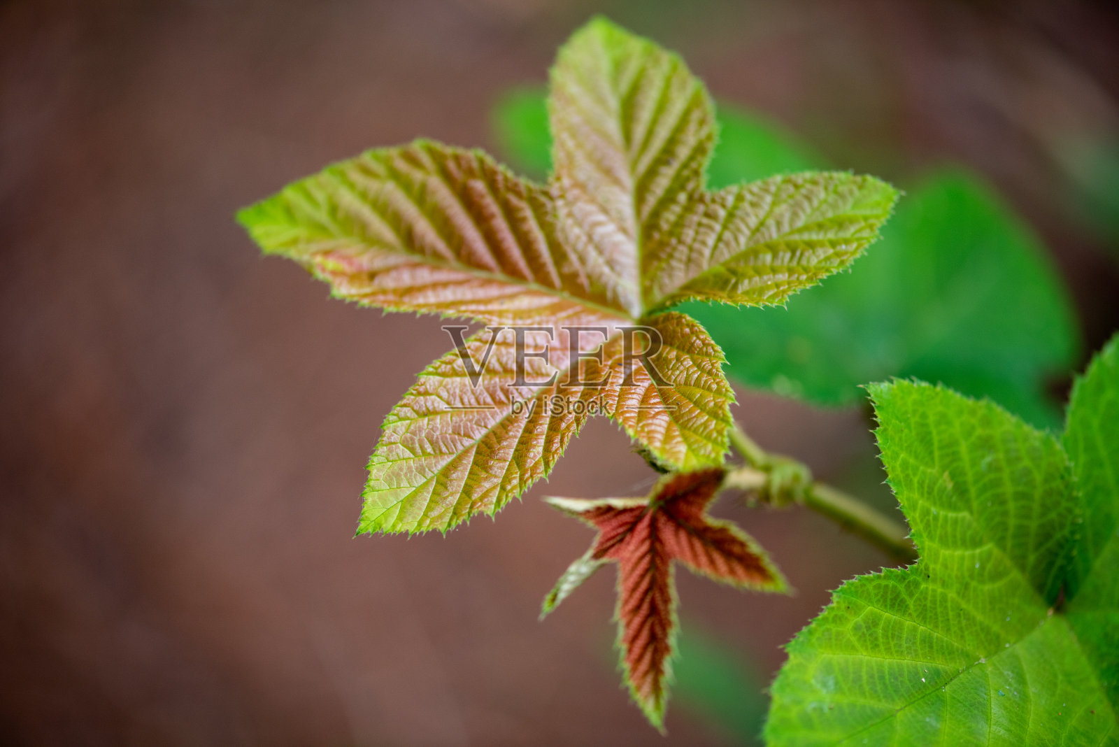 绿色的叶子，大自然的美丽纹理照片摄影图片