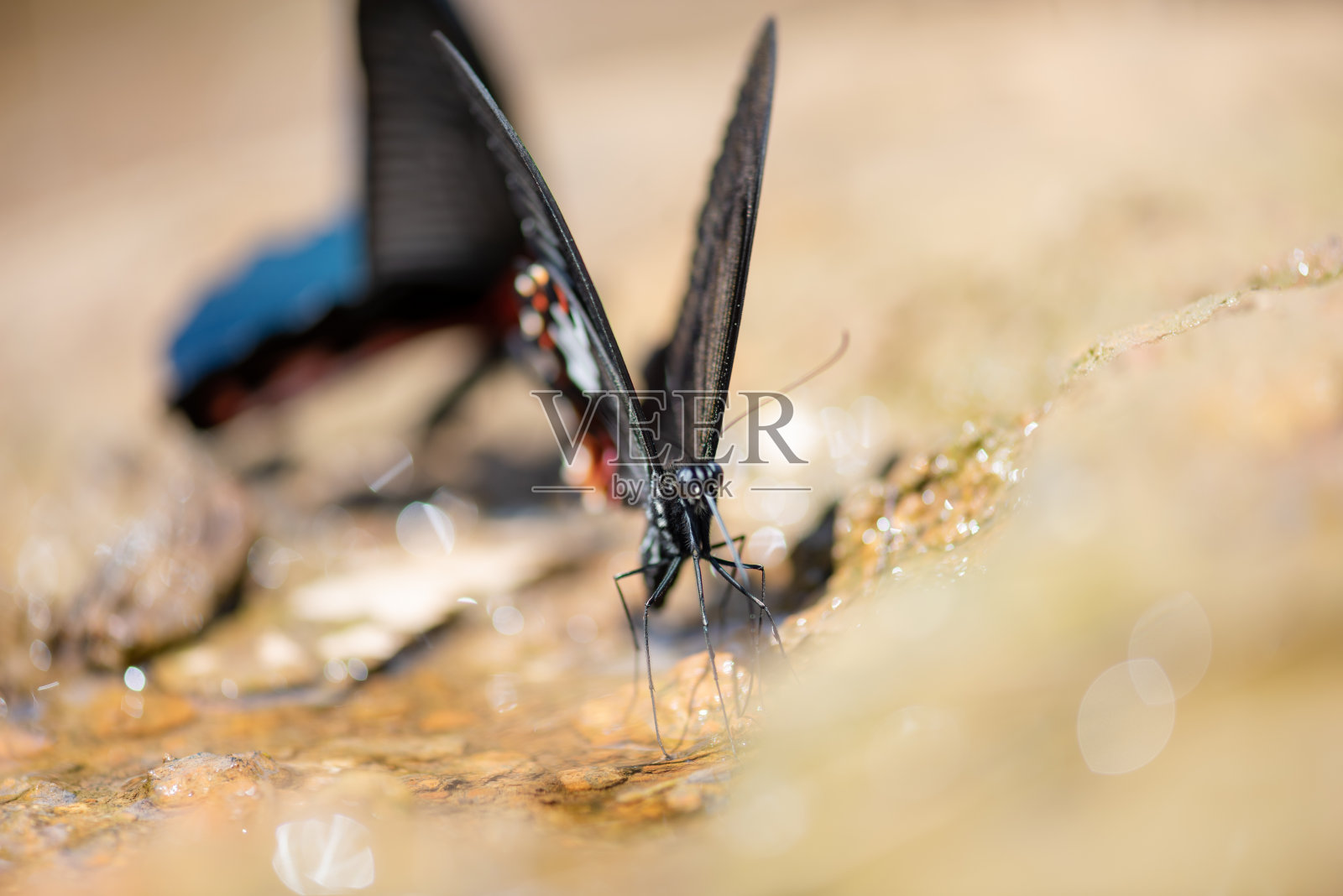 美丽的蝴蝶在旱季在野外寻找并喝水照片摄影图片