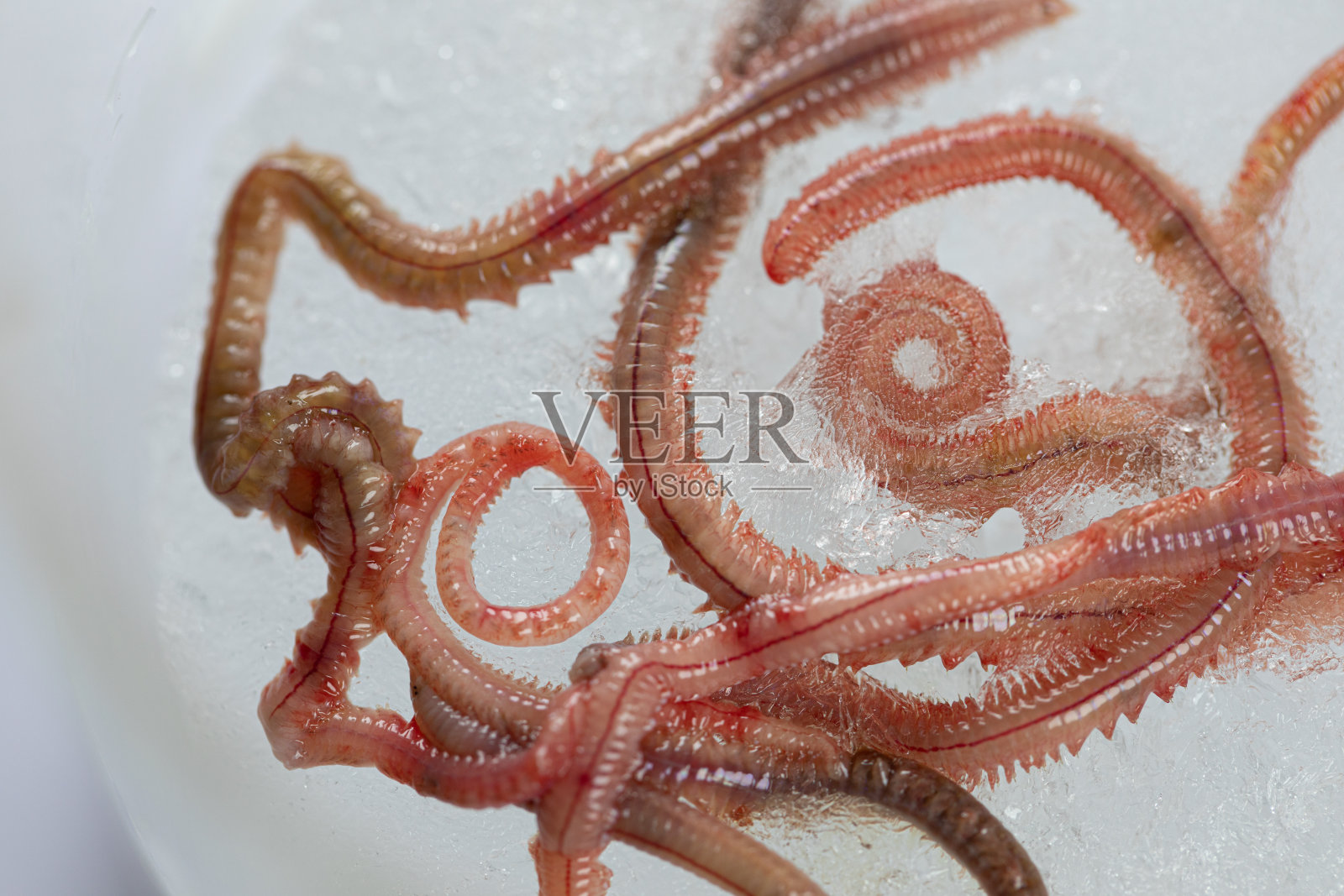 沙虫(Perinereis sp.)与海蠕虫(多毛类)同属一种，生活在相对浅水的海滩地区，用于实验室教育。照片摄影图片