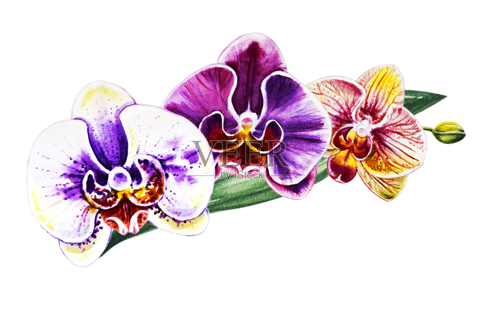 美丽的三朵五彩兰花。水彩画。外来植物。印花。植物成分。婚礼和生日。贺卡。插画图片素材